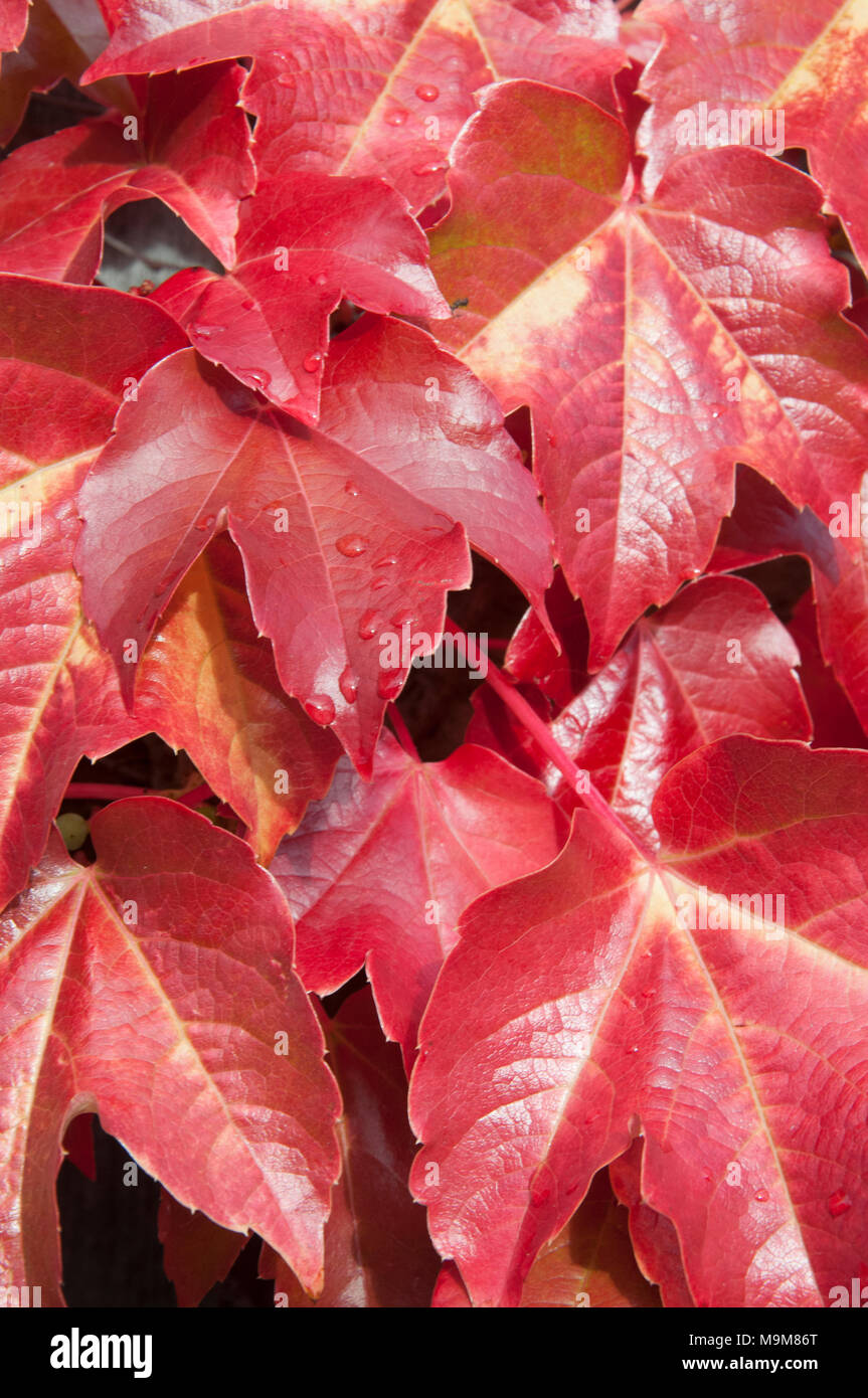 Autumn colour on Virginia creeper (Parthenocissus quinquefolia) leaves, Hobart, Tasmania, Australia Stock Photo