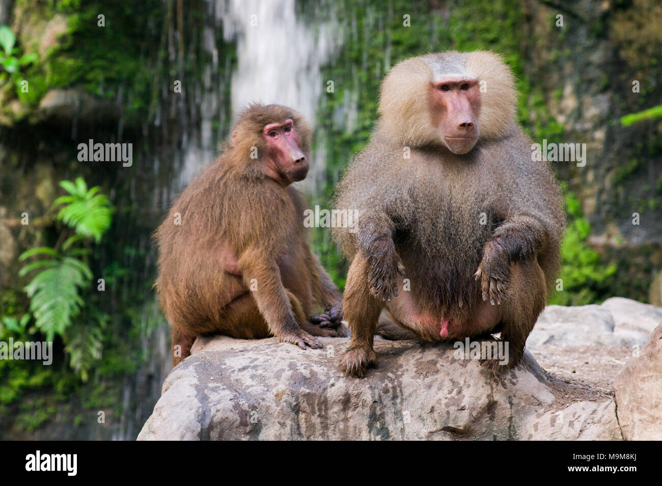 The hamadryas baboon sits on a rocks in the jungle Stock Photo