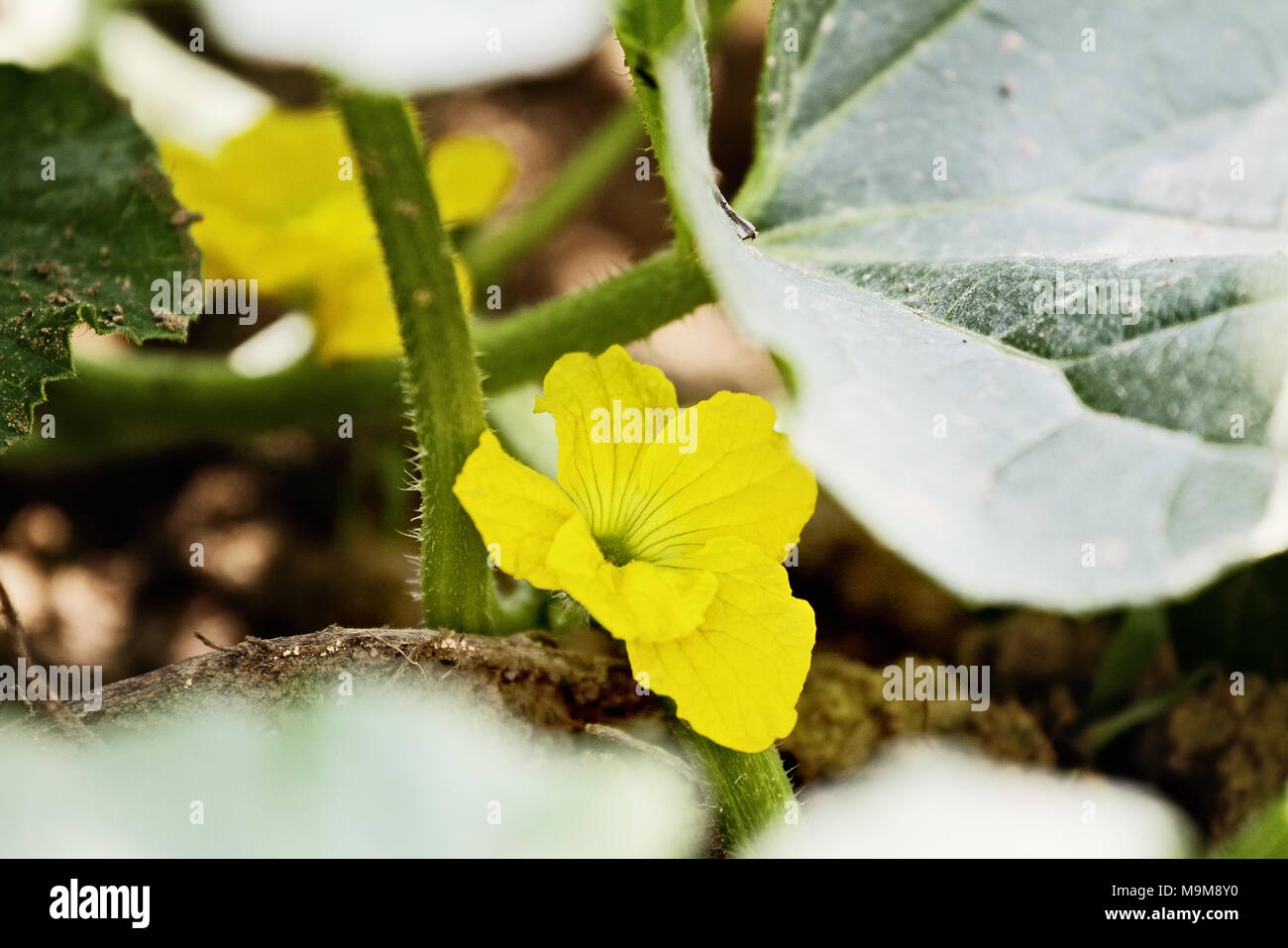 Cantaloupe blossom hi-res stock photography and images - Alamy