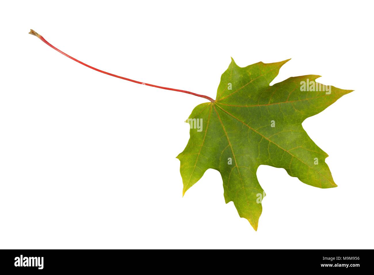 Green maple leaf isolated on white background Stock Photo - Alamy