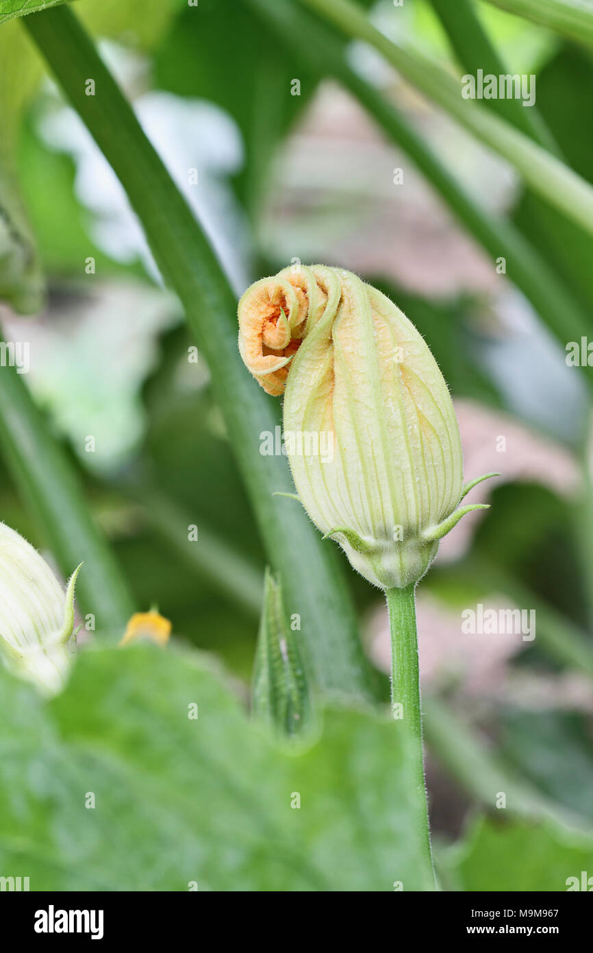 Blossom of an organically grown zucchini plant. Extreme shallow depth of field with selective focus. Stock Photo