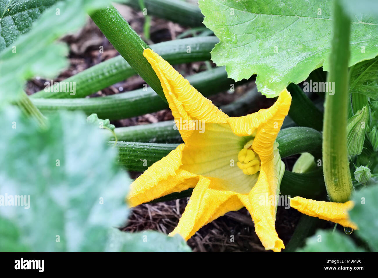 Blossom of an organically grown zucchini plant growing in a mulched bed. Extreme shallow depth of field with selective focus. Stock Photo