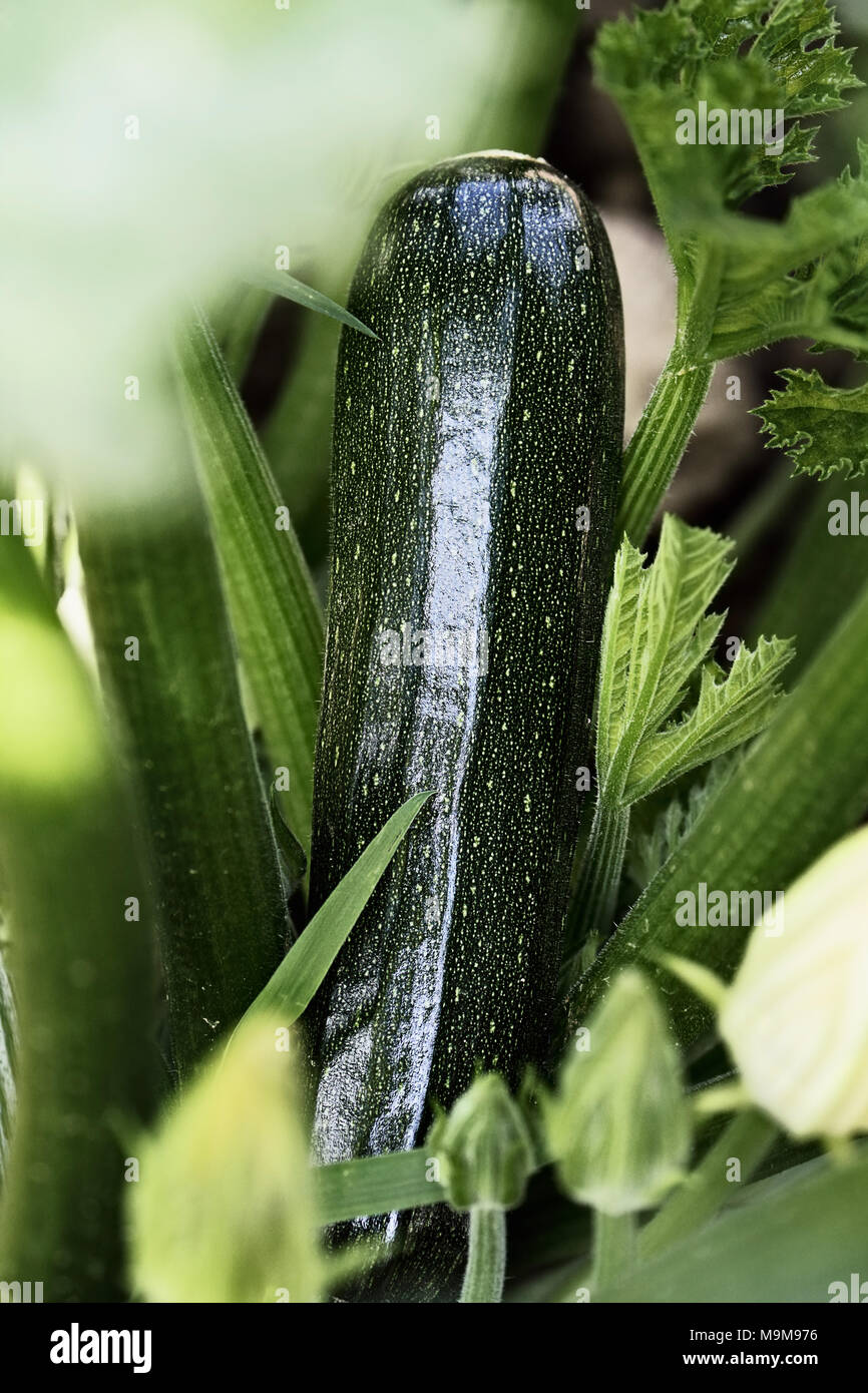 Organically grown zucchini plant on plant with flower buds surrounded it. Extreme shallow depth of field with selective focus on vegetable. Stock Photo