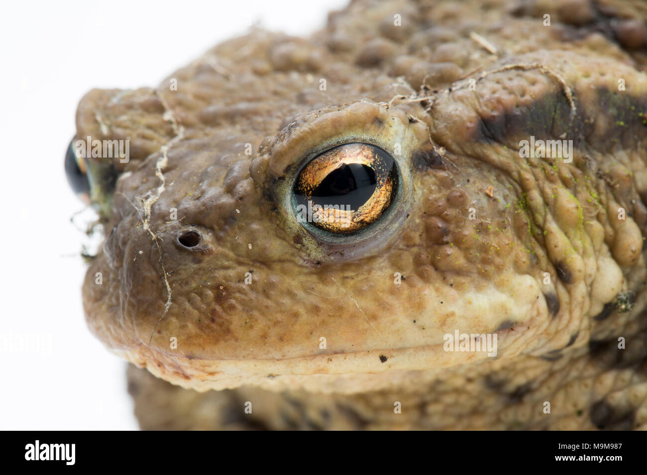 A Common European toad, Bufo bufo, found in a garden and photographed on a white background, North Dorset England UK GB Stock Photo