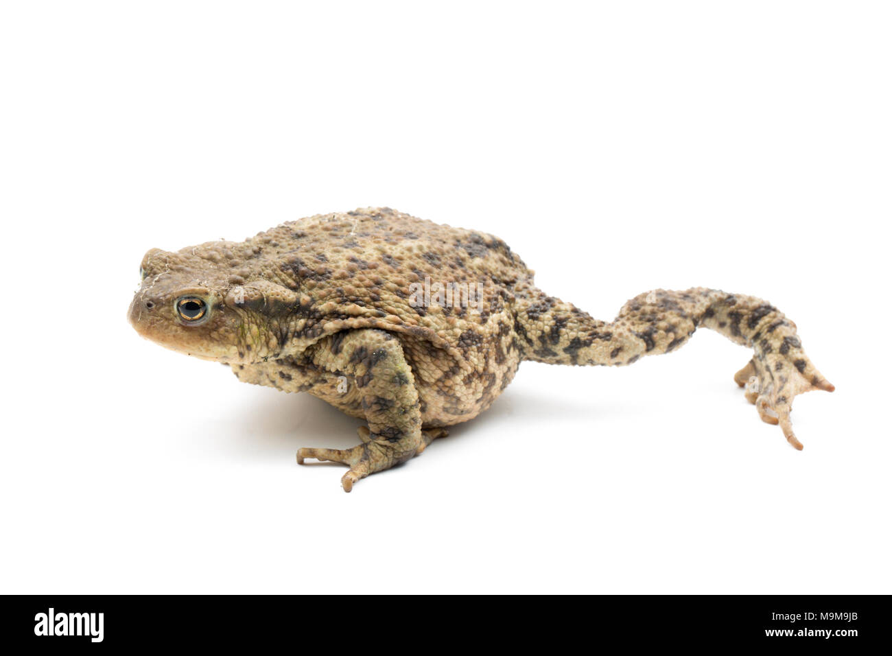 A Common European toad, Bufo bufo, found in a garden and photographed on a white background, North Dorset England UK GB Stock Photo