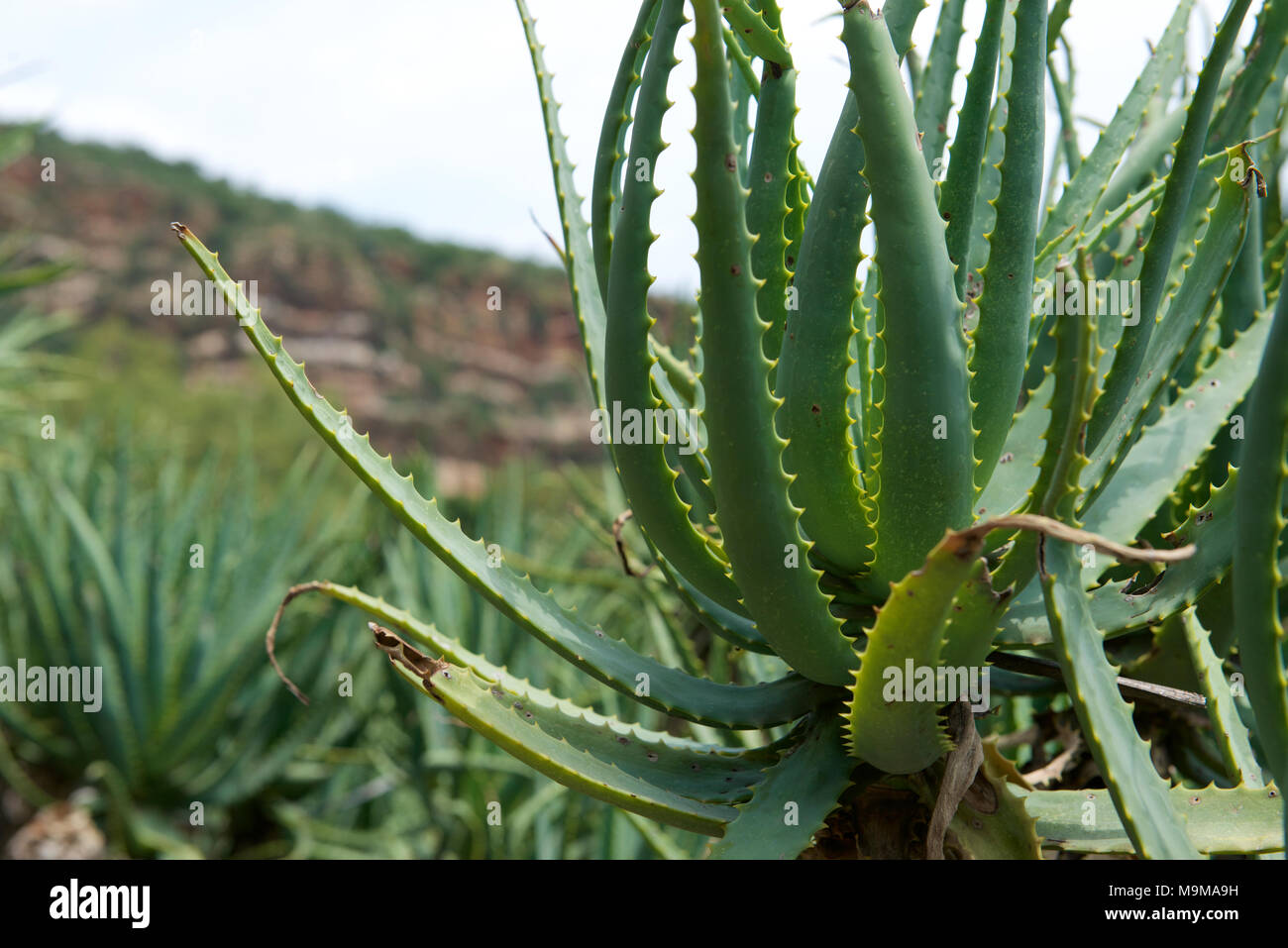 Aloe Arborescens KRANTZ ALOE Aloaceae plants along the banks of the ...