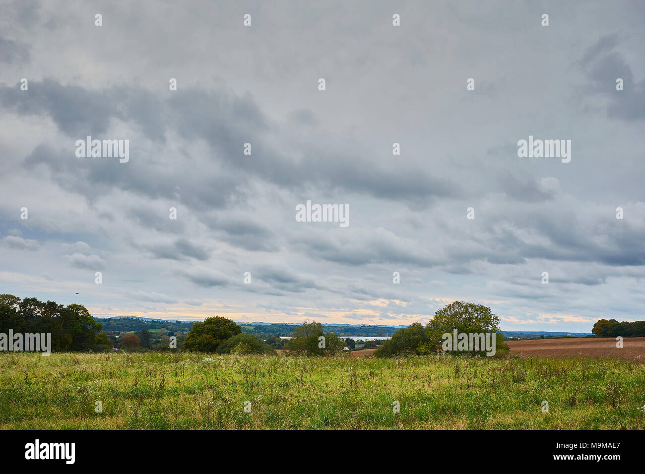 Green field with a row of trees and large amount of sky overlooking Colthrop, West Berkshire, UK Stock Photo