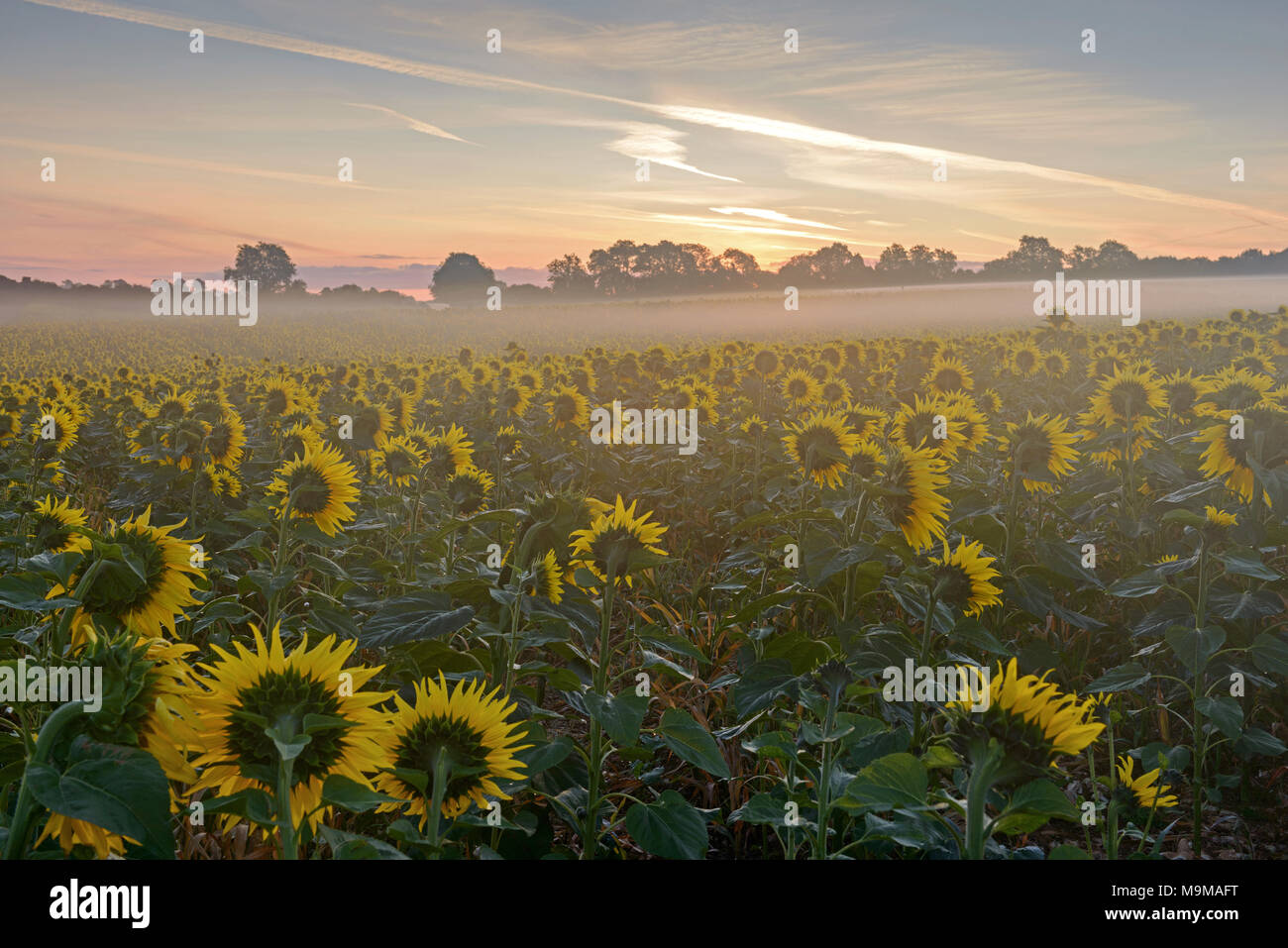 Mist floating across 11 acres of sunflowers in a field at dawn, the heads are facing east waiting for the sun to rise above the trees for the start of Stock Photo