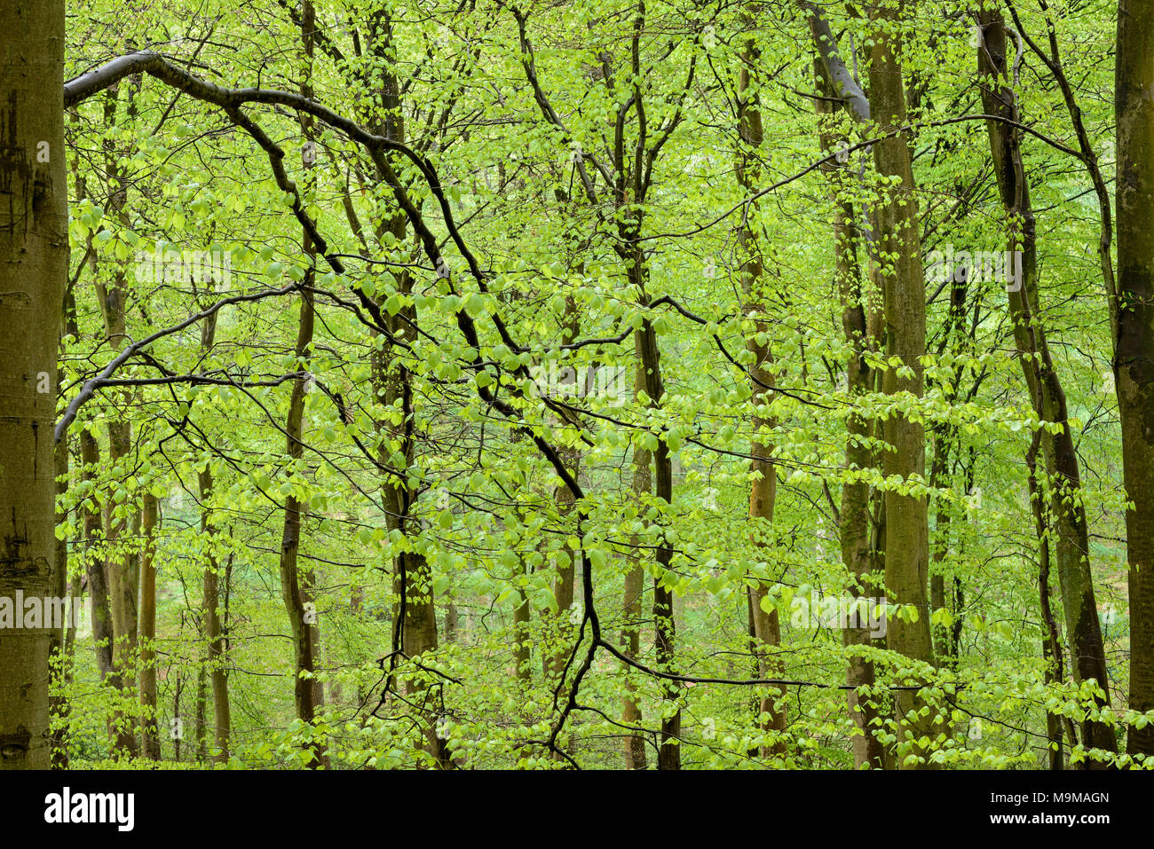 Fresh lime green leaves on the branches of a dense Beech woodland, wet with rain water after a brief Spring shower. Stock Photo