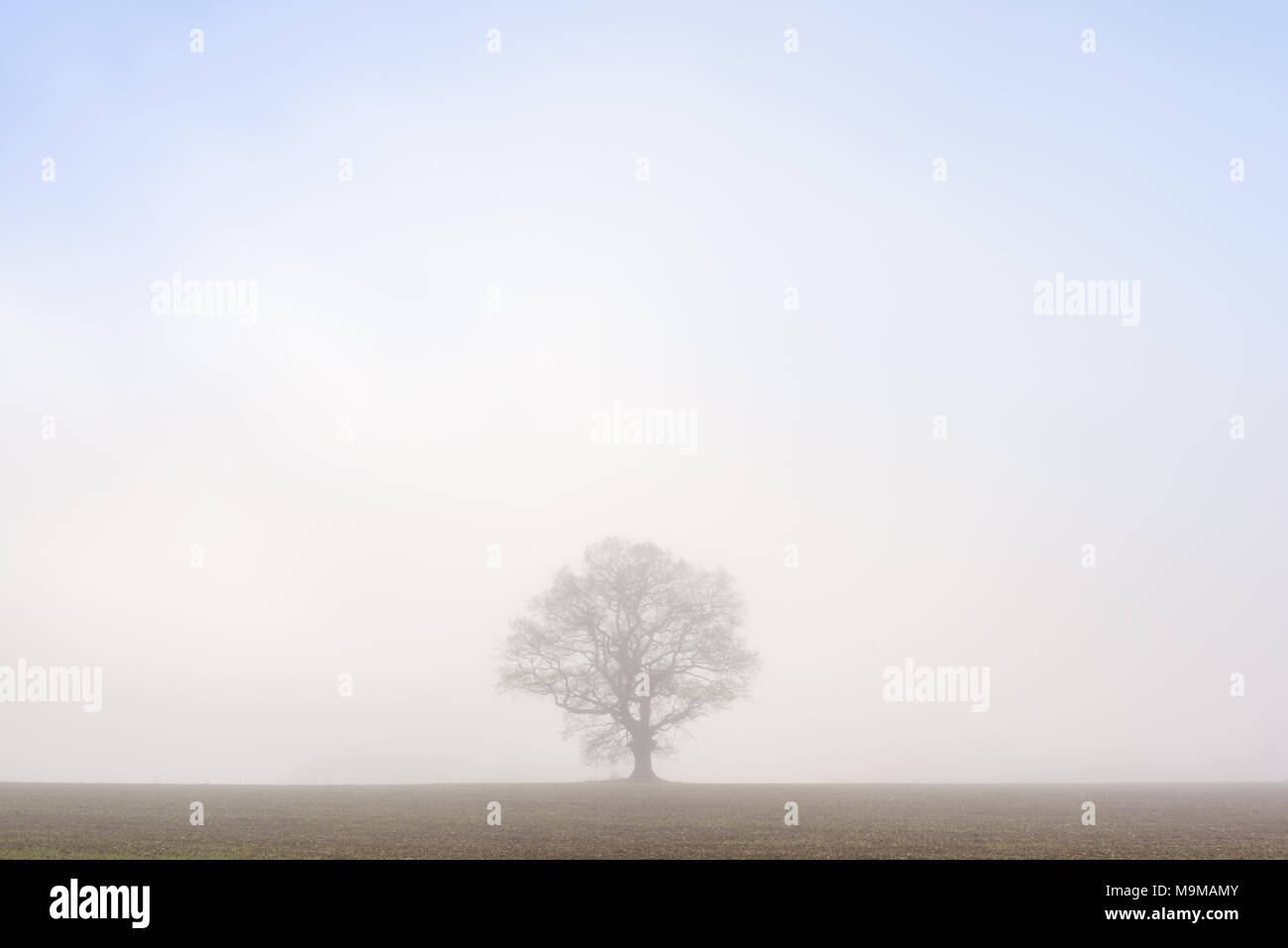 A lone oak tree standing in the middle of a field isolated against the ...