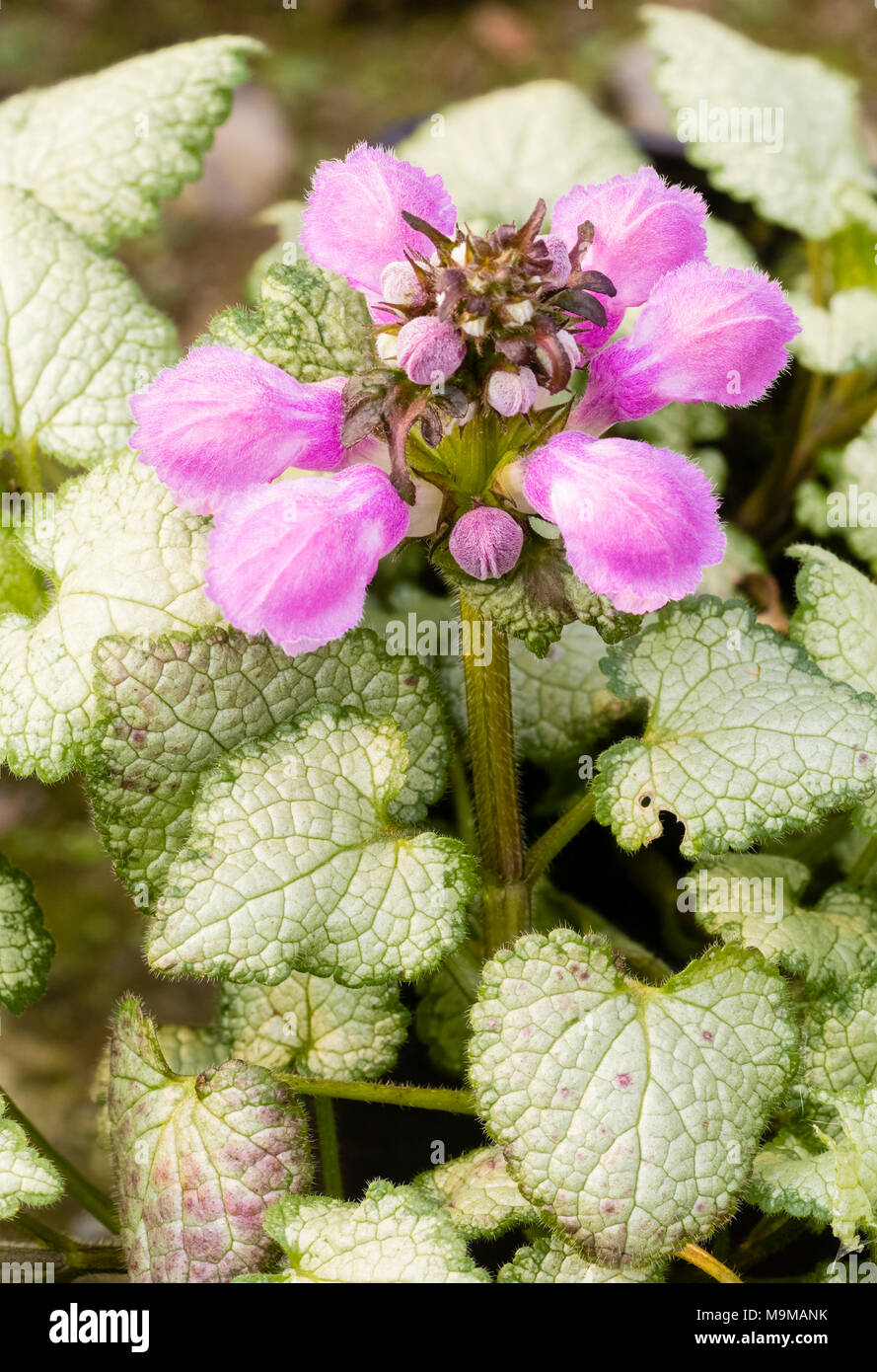 Flower head and foliage of the hardy ground cover perennial, Lamium maculatum 'Beacon Silver' Stock Photo