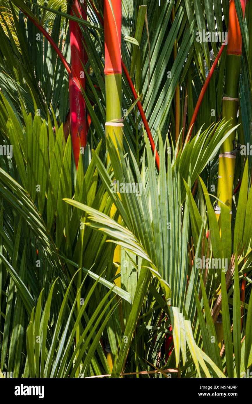 lipstick palm tree - tropical background, red sealing wax palm tree Stock Photo