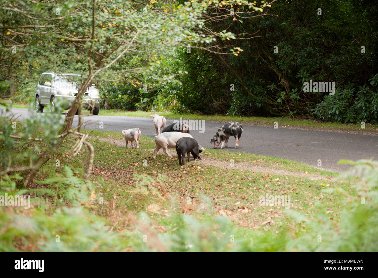 Pigs roaming free for what is known as pannage, in The New Forest, where they eat fallen acorns. A car is slowing to avoid them. New Forest Hampshire  Stock Photo