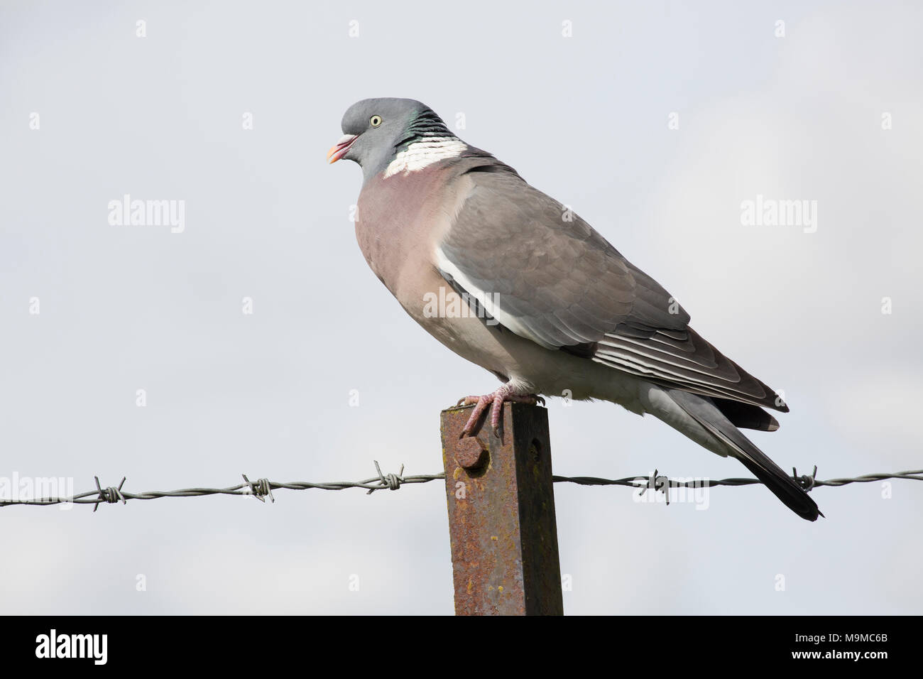 A woodpigeon, Columba palumbus, cooing and sitting on a fence between an urban area and farmland, north Dorset  England UK. The woodpigeon is one of t Stock Photo