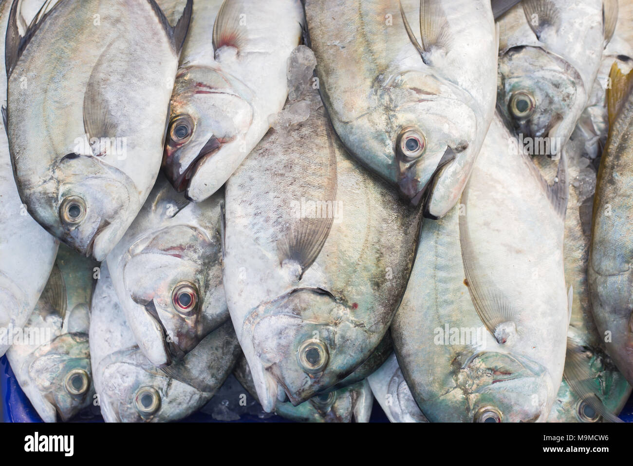 Fresh fish in Thiland local market Stock Photo - Alamy