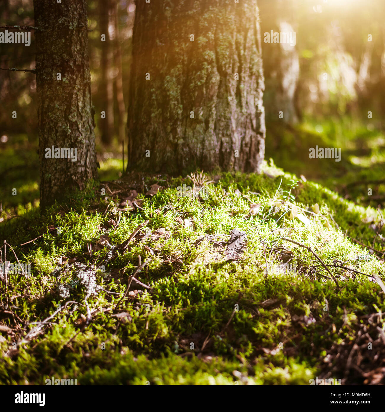 Forest blur light sun rays Stock Photo