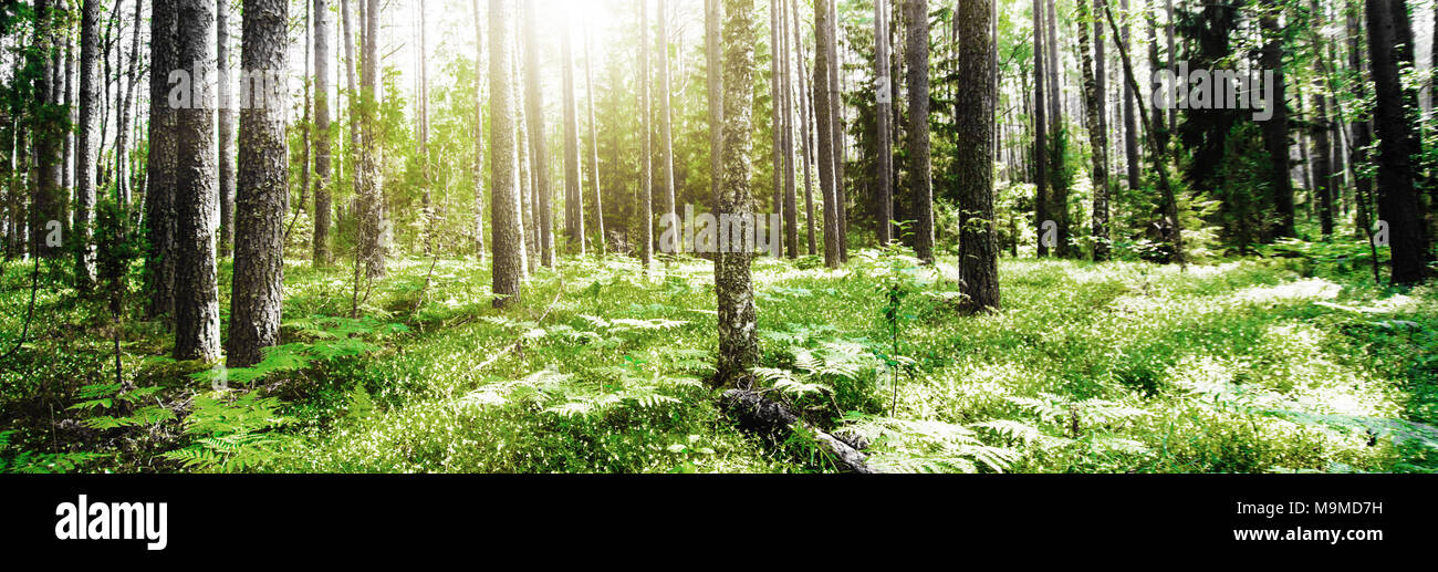 Panorama forest trees beautiful green hi-res stock photography and ...
