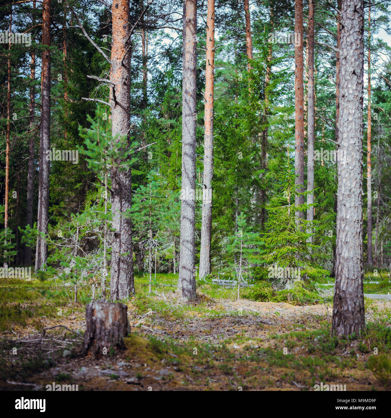 Beautiful nature and ecology hi-res stock photography and images - Alamy