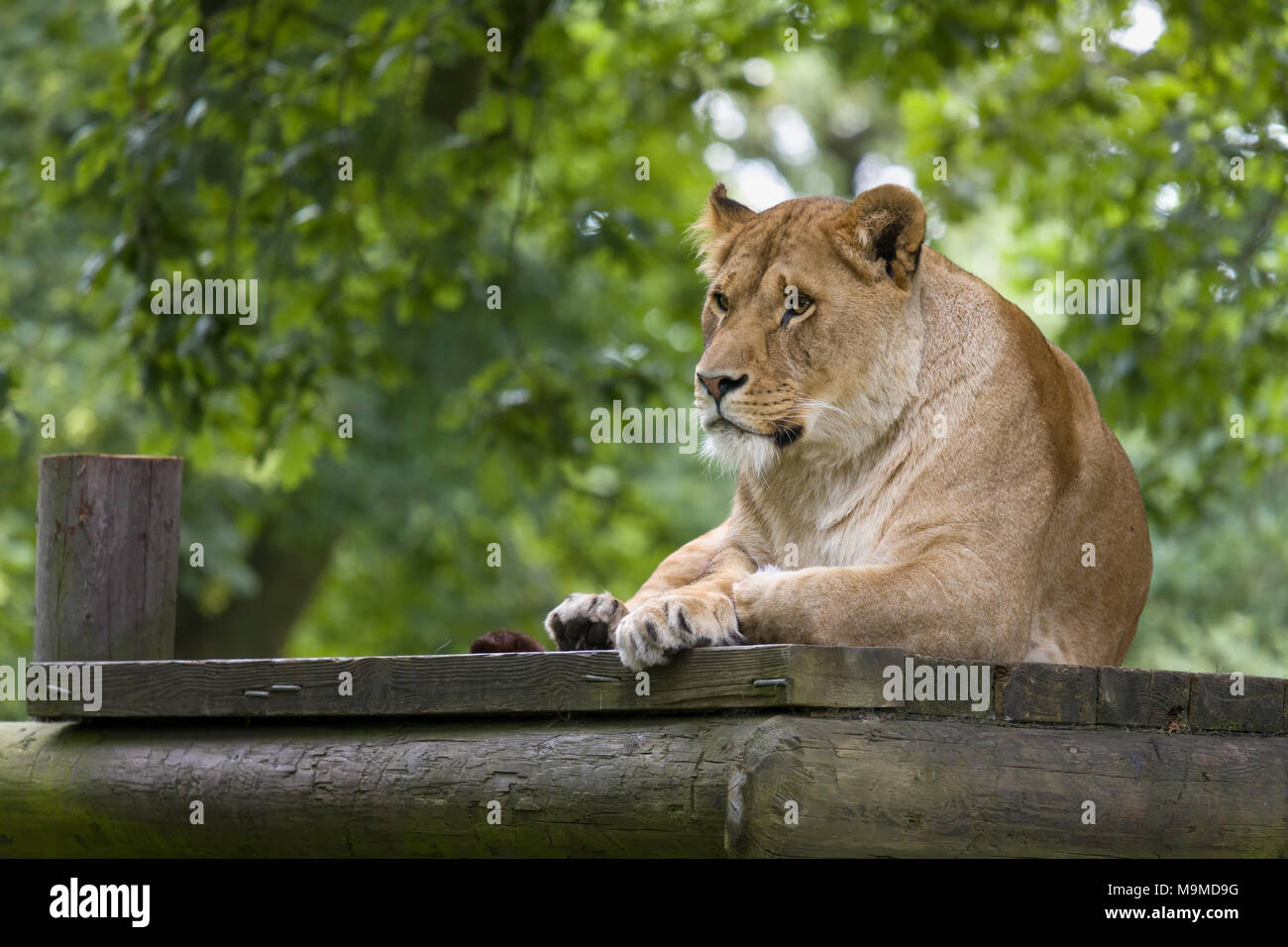 Natural behaviour of young female African lioness Stock Photo