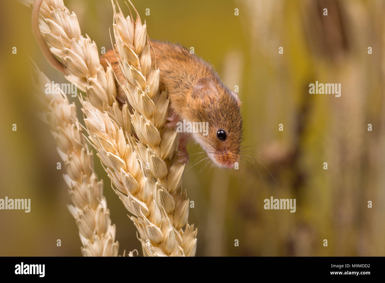 Micromys Minutus Or Harvest Mouse In Wheat Field Stock Photo Alamy
