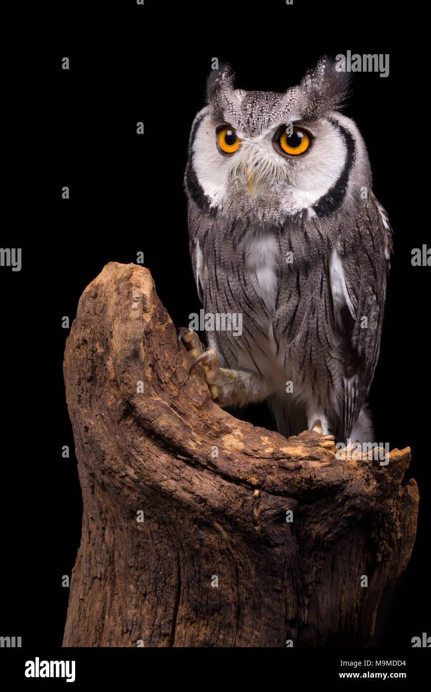 African White Faced Owl sitting on a tree trunk Stock Photo