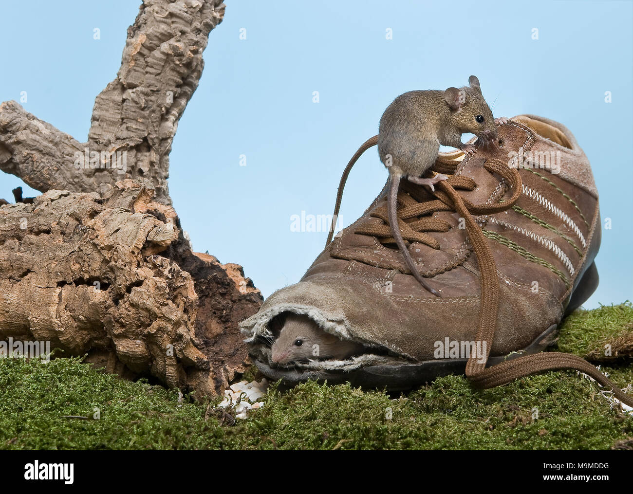 Two little mice finding a new home in an old grungy shoe Stock Photo