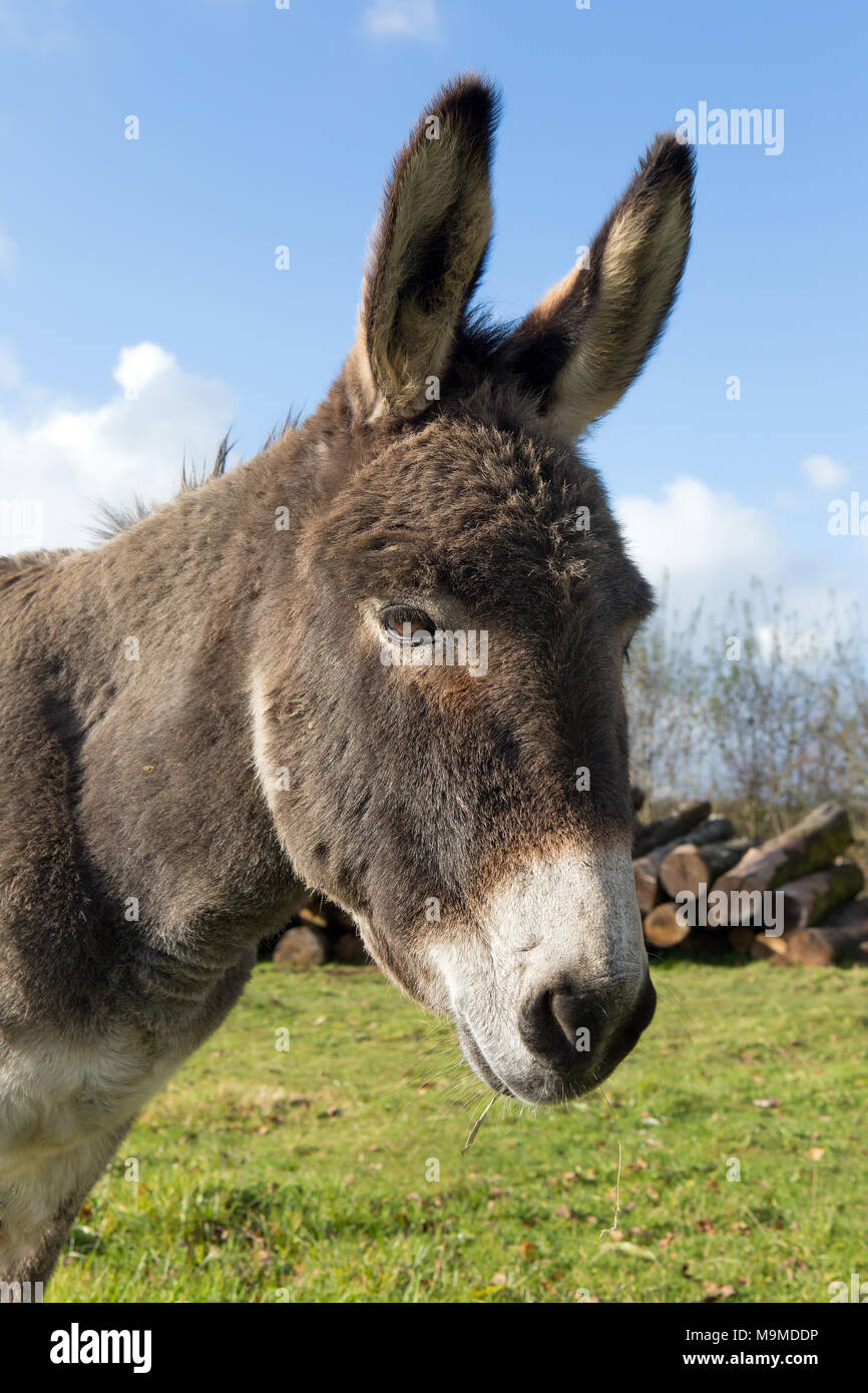 Headshot of a donkey in a meadow in winter light Stock Photo Alamy