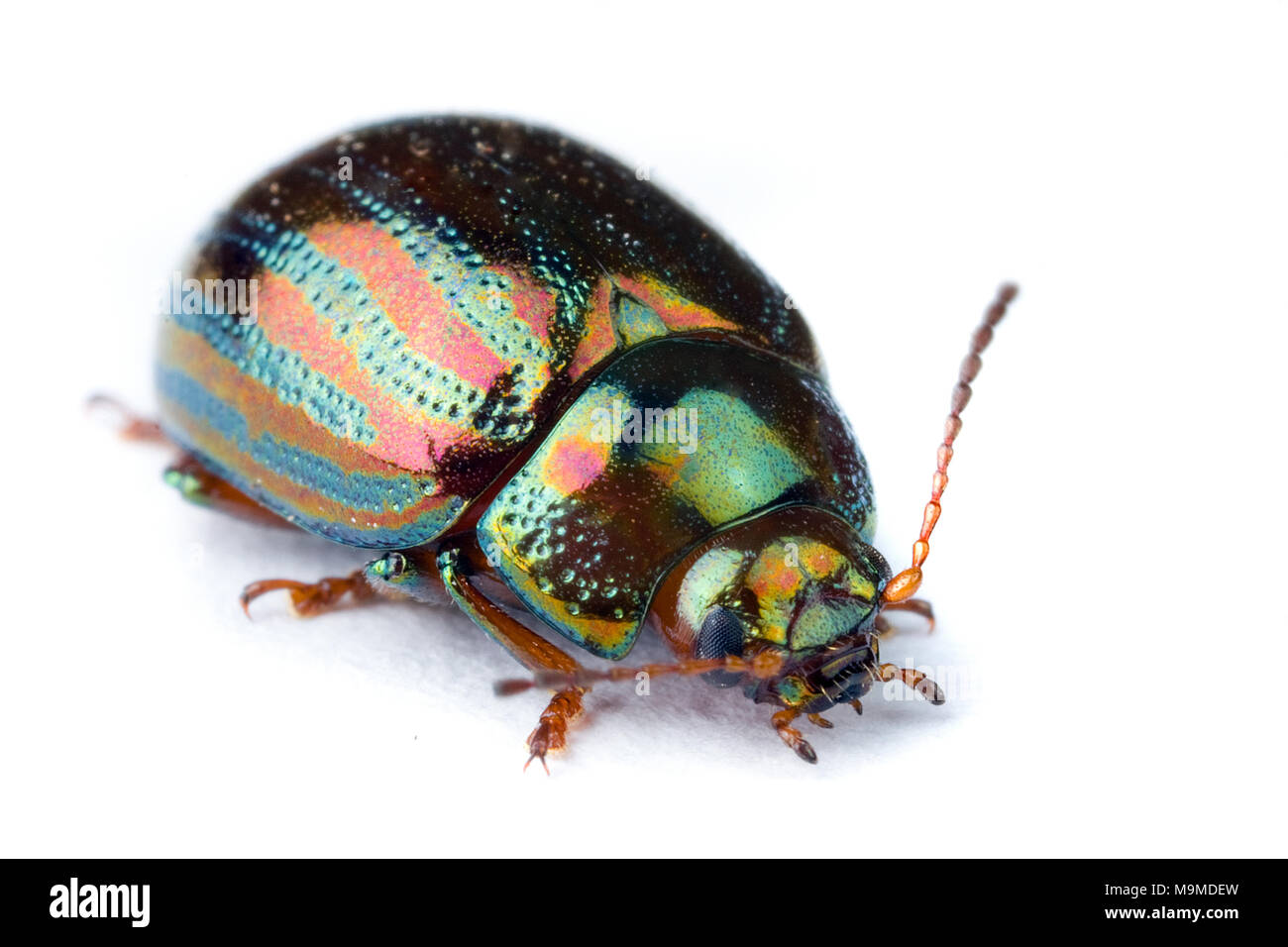 Extreme macro of a beautiful iridescent bug insect Stock Photo Alamy