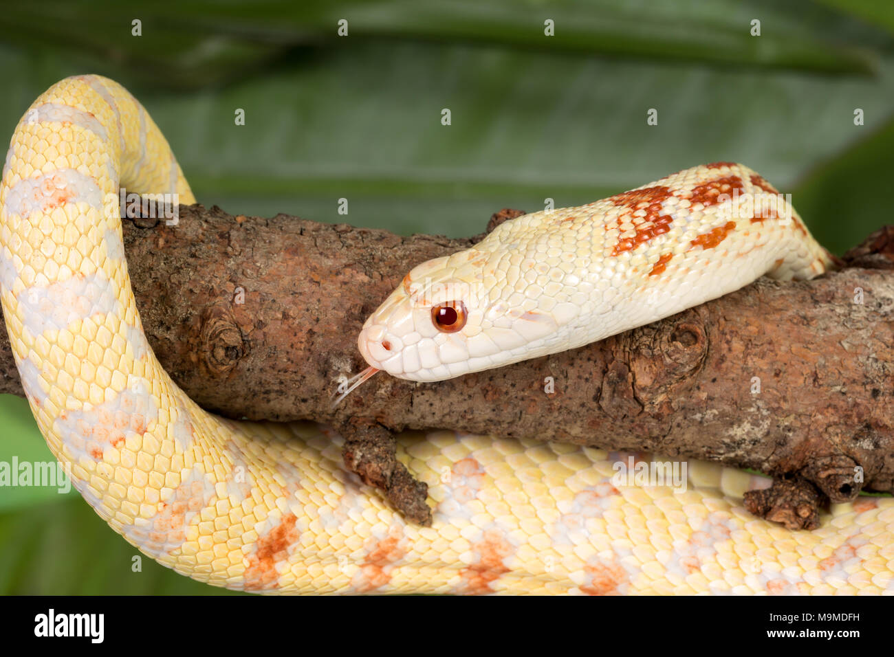 Yellow albino bullsnake curved around a tree branch Stock Photo