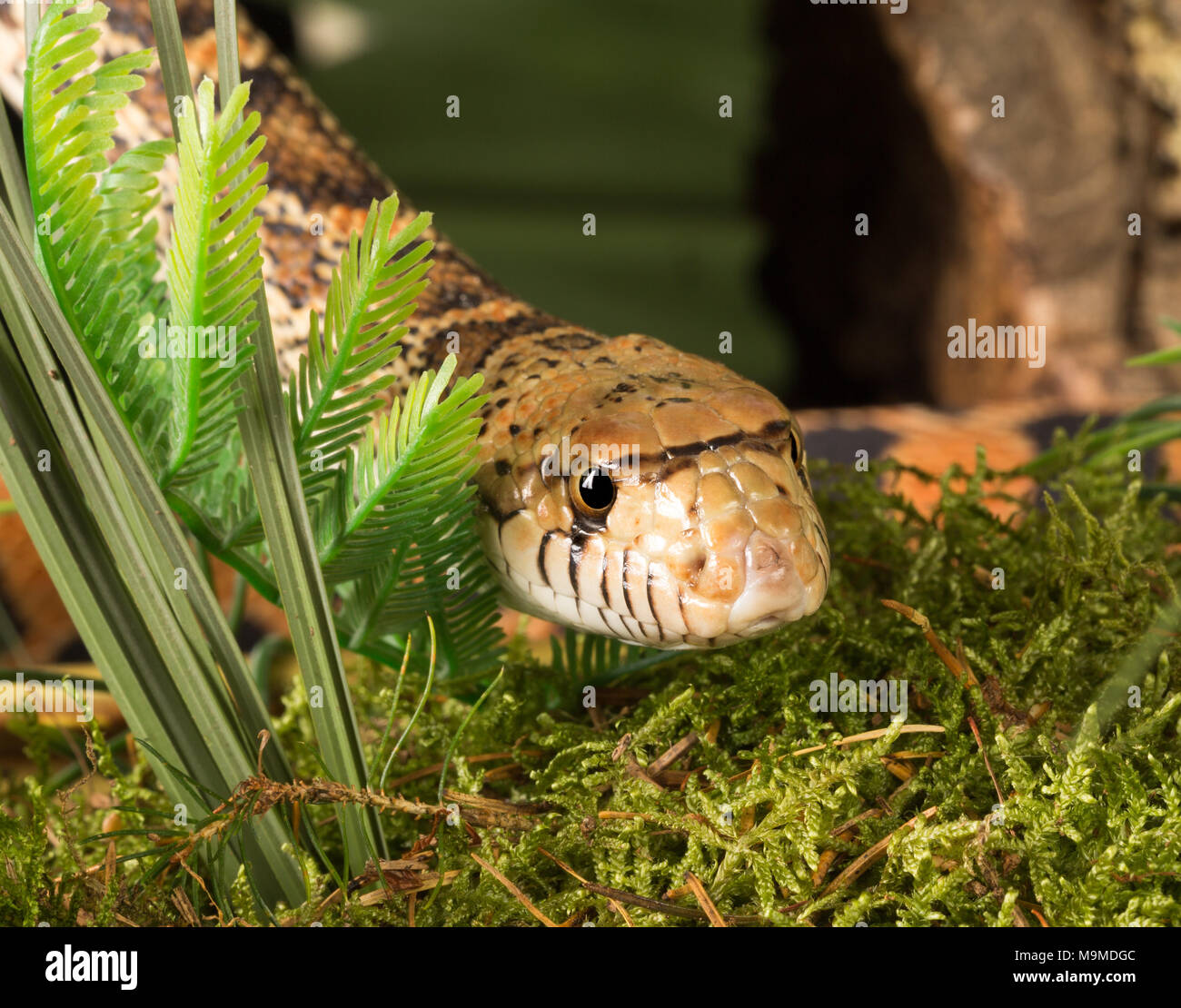 Head of a 170cm long bullsnake above moss Stock Photo