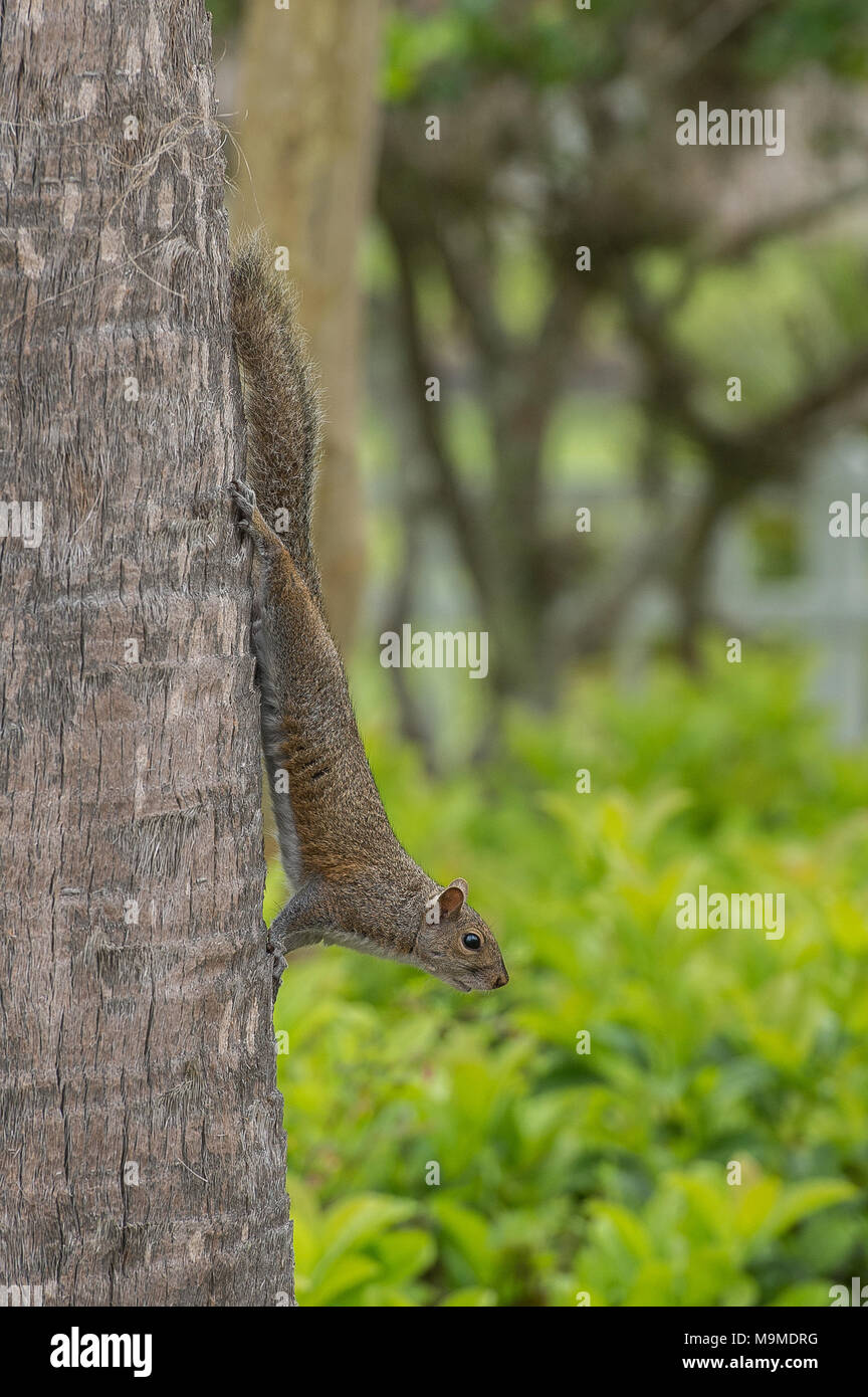 Texan Fox Squirrel Stock Photo