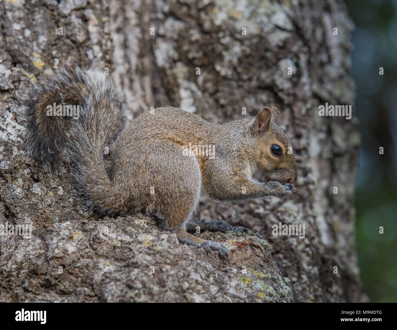 Texan Fox Squirrel Stock Photo