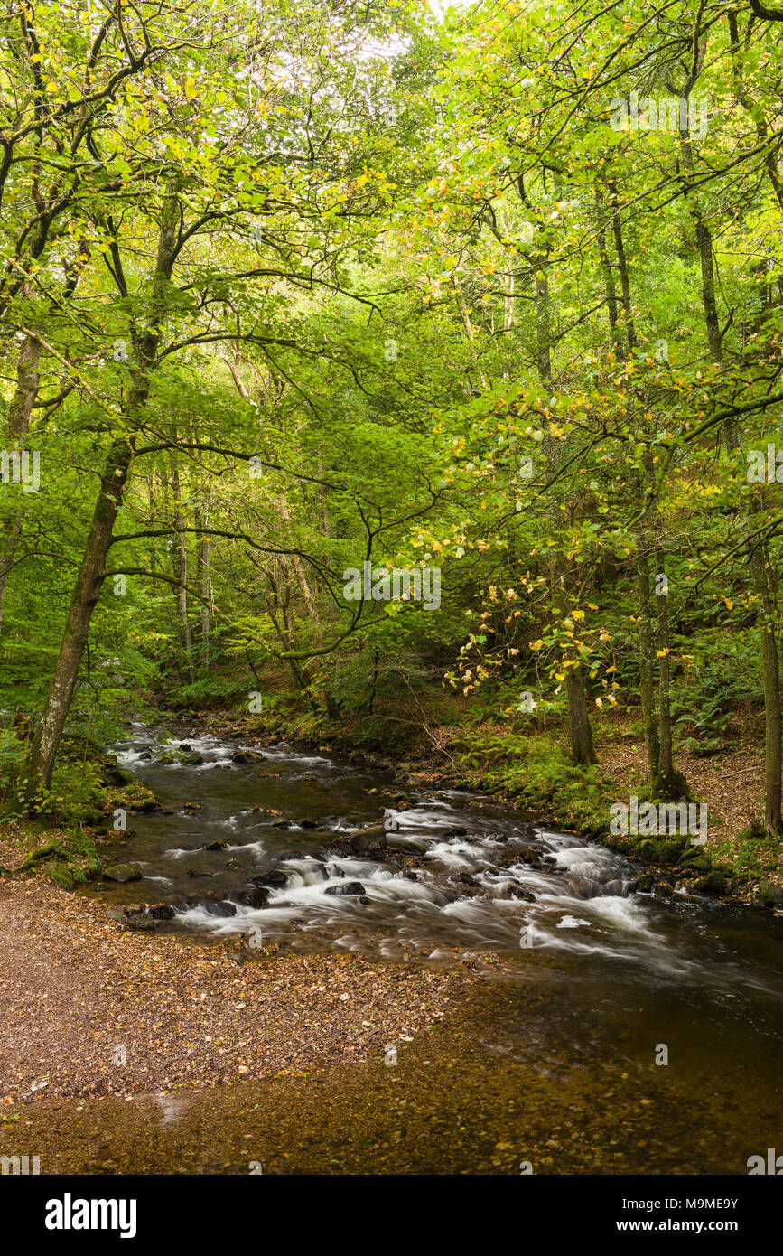 The East Lyn River in Barton Wood in autumn in Exmoor National Park, Devon, England. Stock Photo