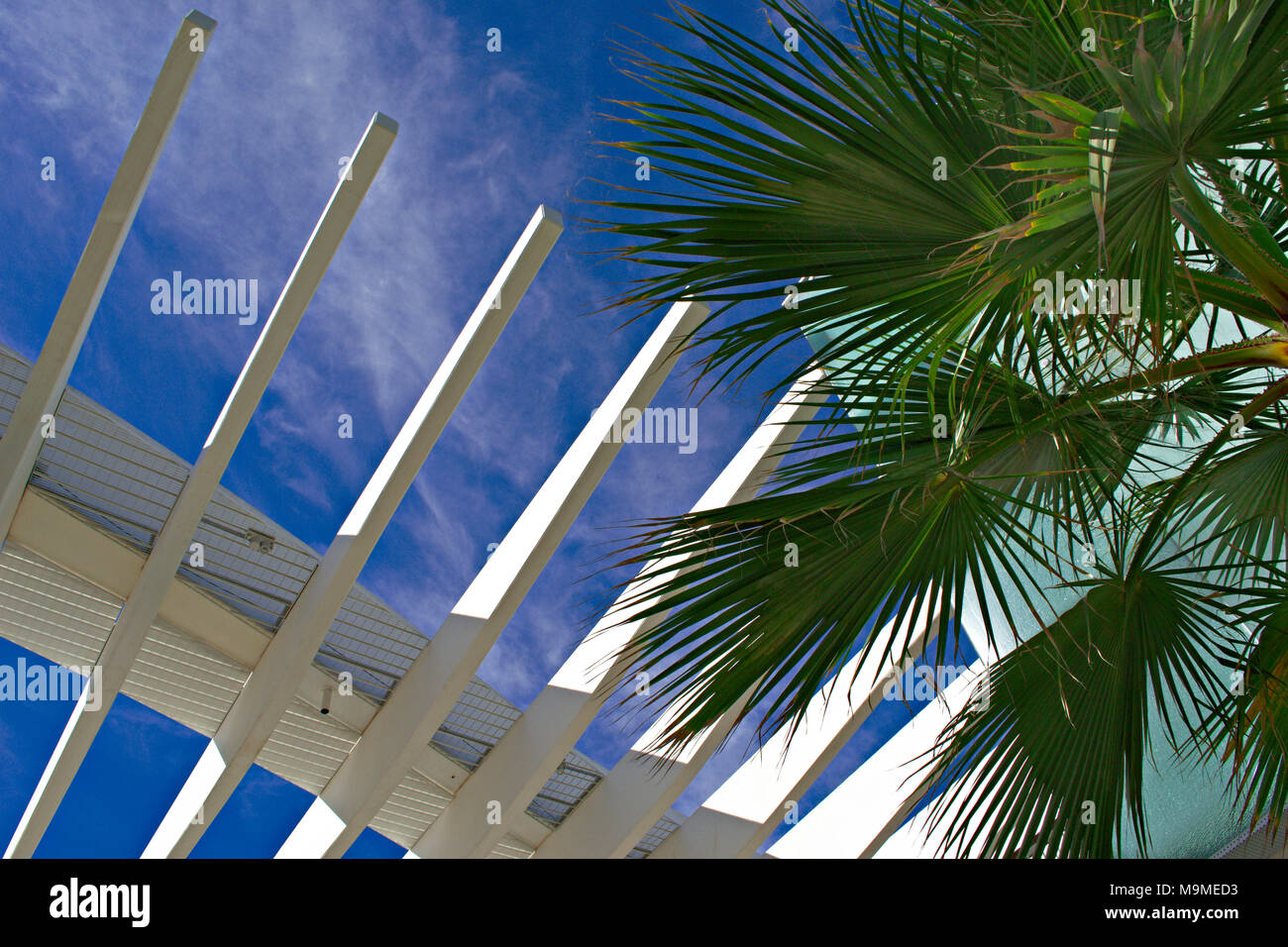 Slatted walkway roof and palm tree at Malaga, Spain on a sunny day Stock Photo