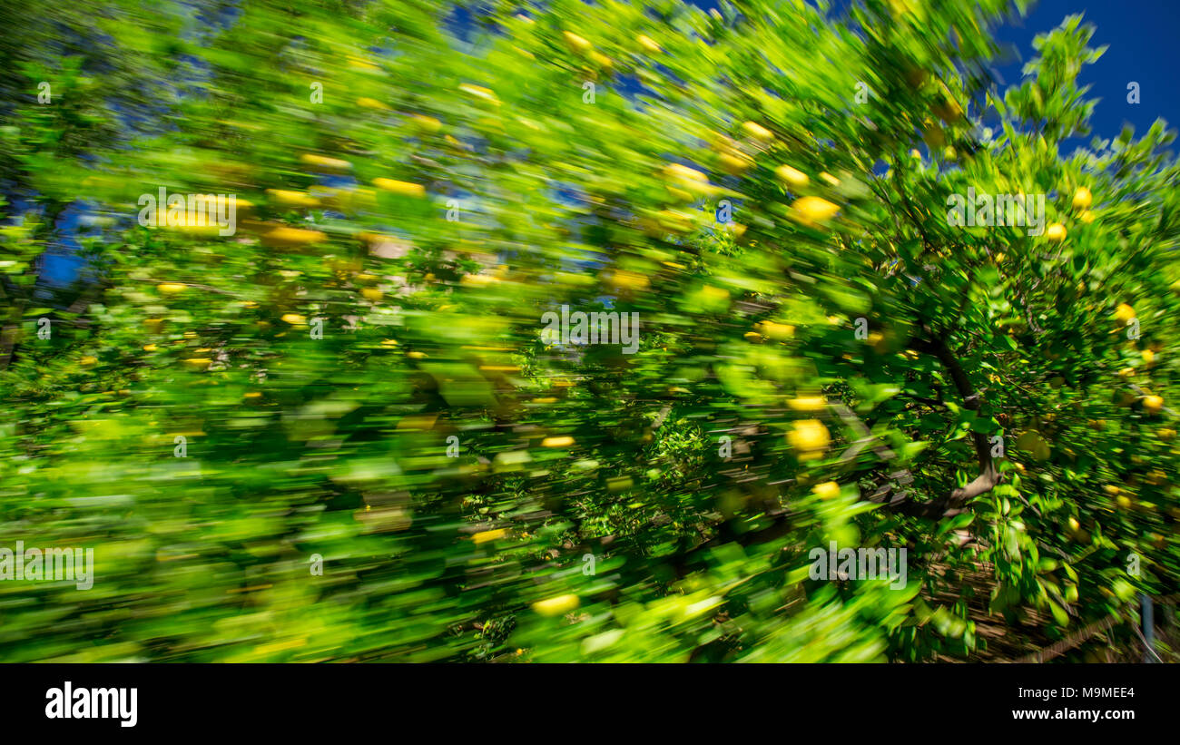 Deliberately blurred lemon grove at Bunyola, Mallorca, Spain Stock Photo