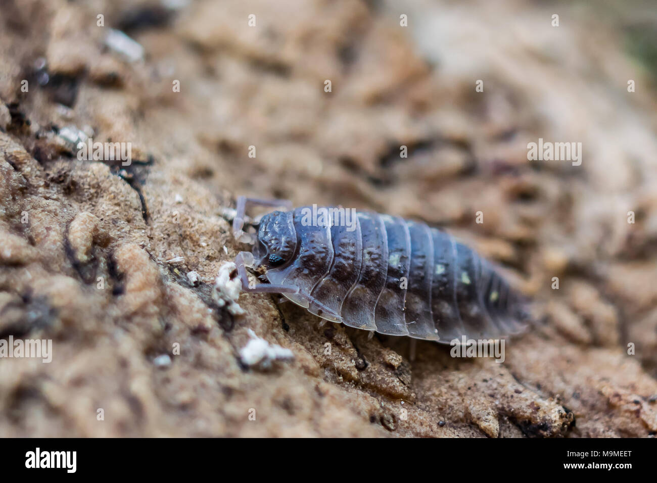 woodlouse Stock Photo