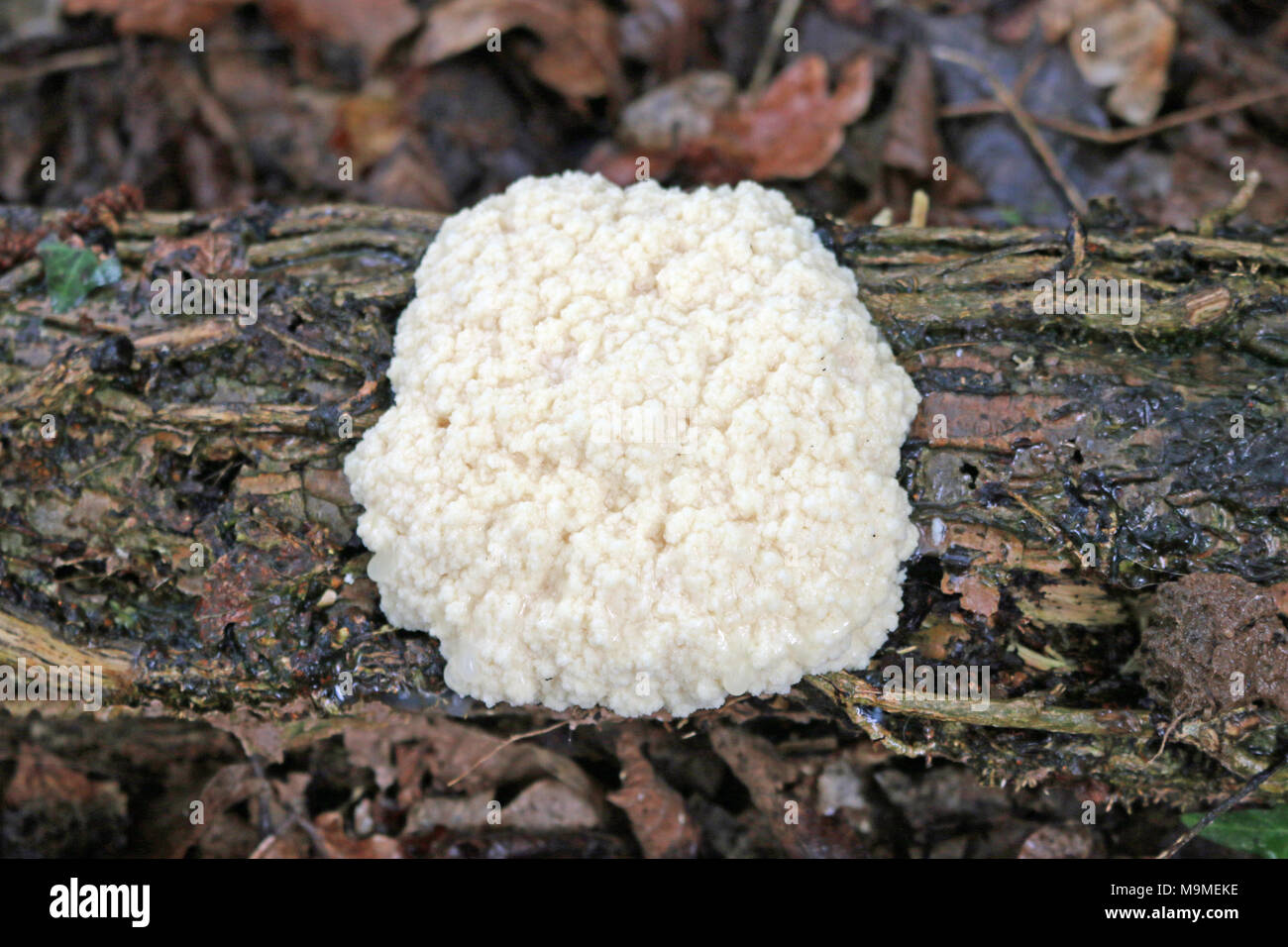 White cauliflower slime mould or false puffball (Enteridium lycoperdon also known as Reticularia lycoperdon) on a rotting dead wood log with dead leav Stock Photo