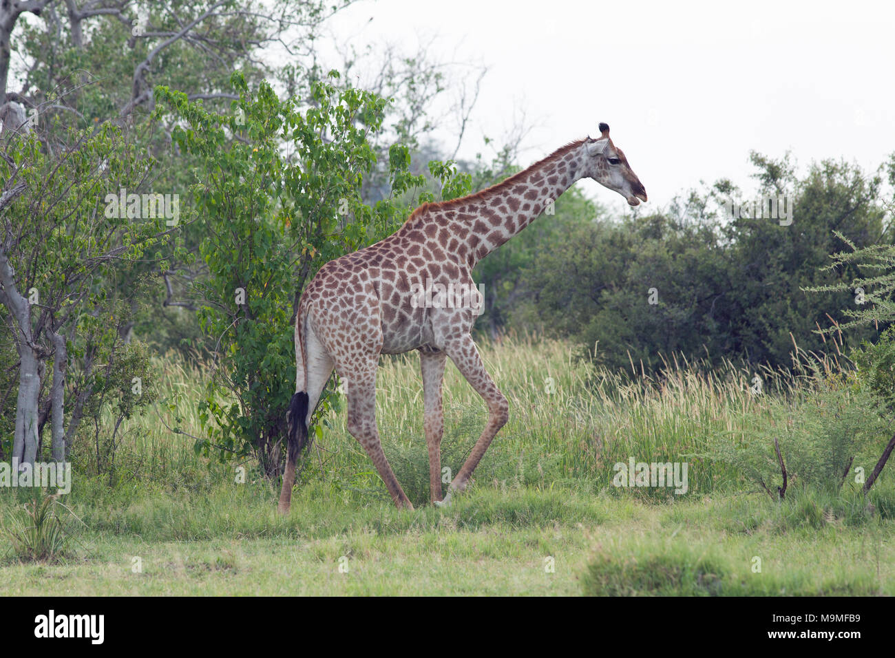 Giraffe (Giraffa camelopardalis angolensis). Note shape, pattern, of coat markings down length of legs, identifying this sub-species. Adult walking. B Stock Photo