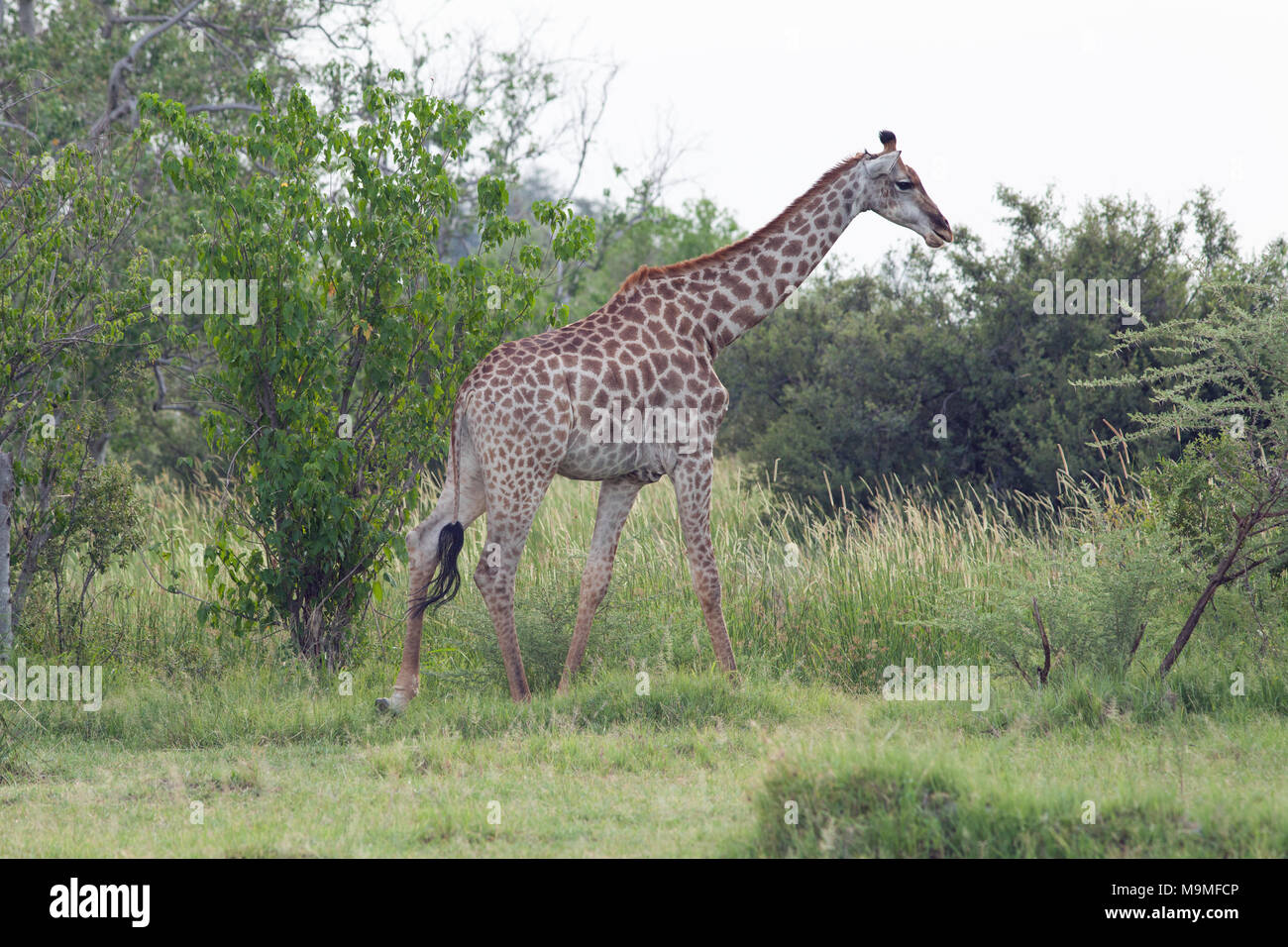 Giraffe (Giraffa camelopardalis angolensis). Note shape, pattern, of coat markings down length of legs, identifying this sub-species. Adult walking be Stock Photo