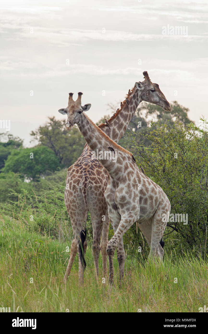 Giraffe (Giraffa camelopardis). Two males. Red-billed Oxpeckers (Buphagus erythorhynchus), clambering over heads and necks on parasite extermination d Stock Photo