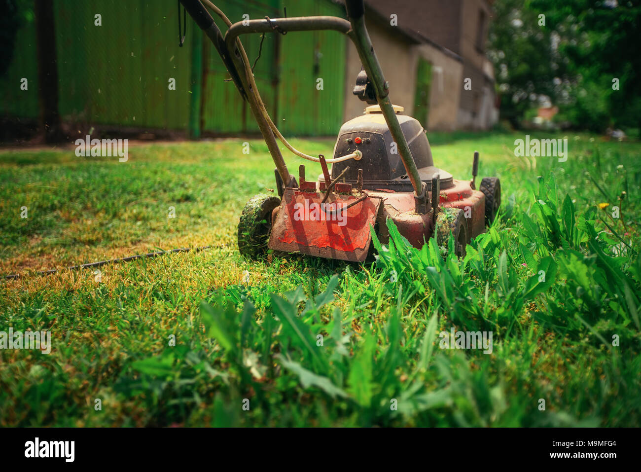 Lawn mower cutting green grass in backyard. Gardening background. Stock Photo
