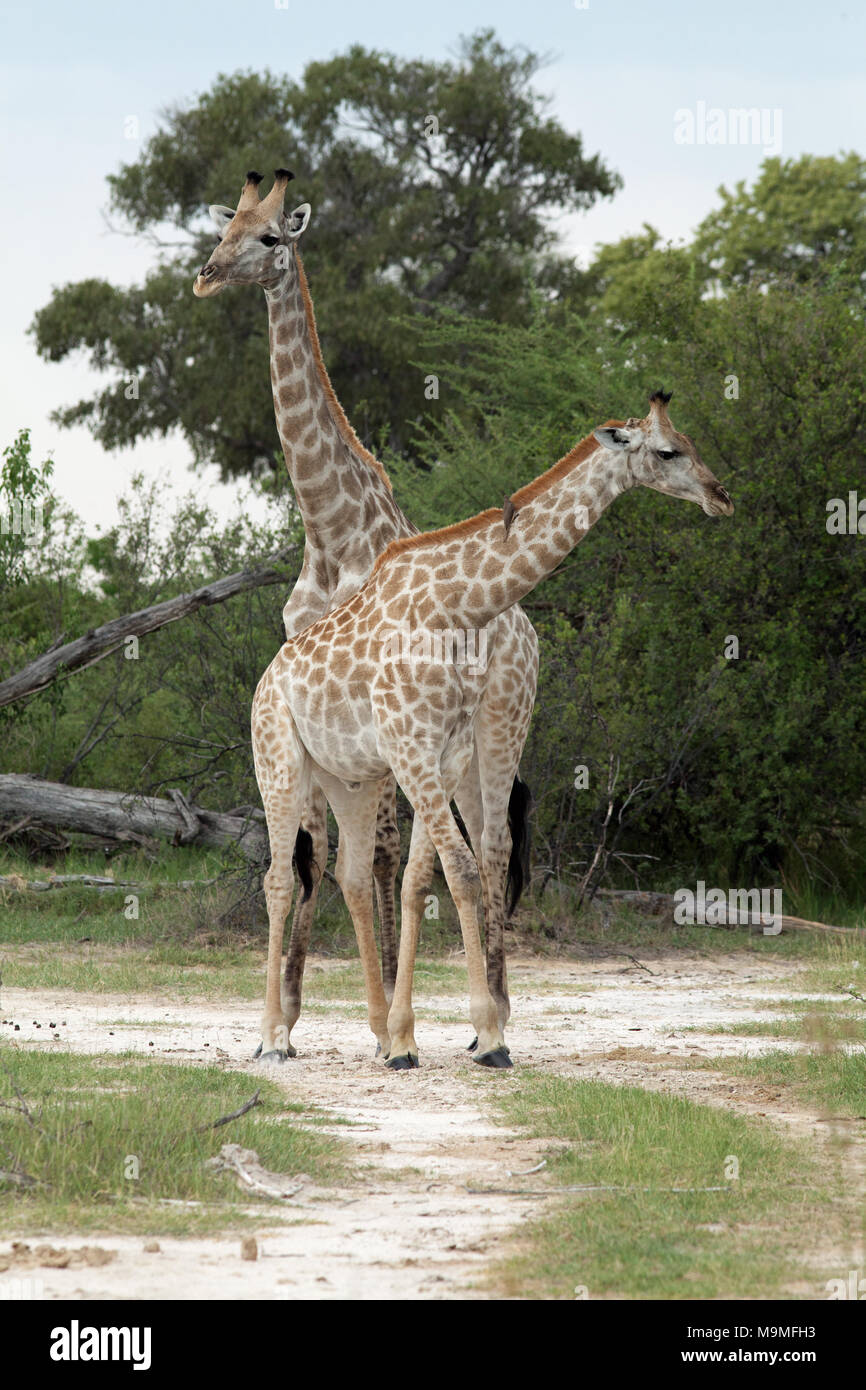 Giraffe (Giraffa camelopardis). Accompanying Red-billed Oxpeckers (Buphagus erythorhynchus), perching on the neck freeing the animal of parasitic tick Stock Photo