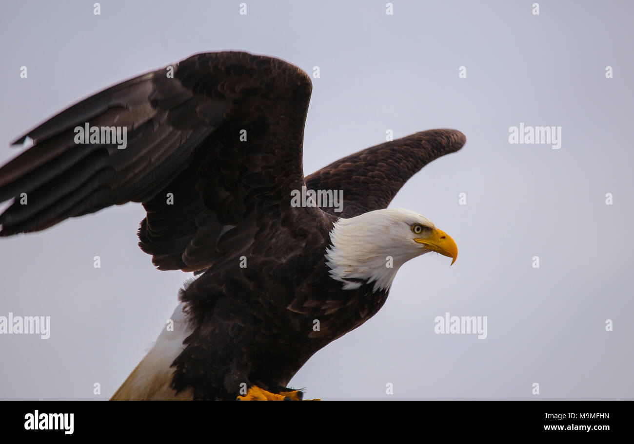 Bald Eagle Spreads Wings and Takes Flight Stock Photo