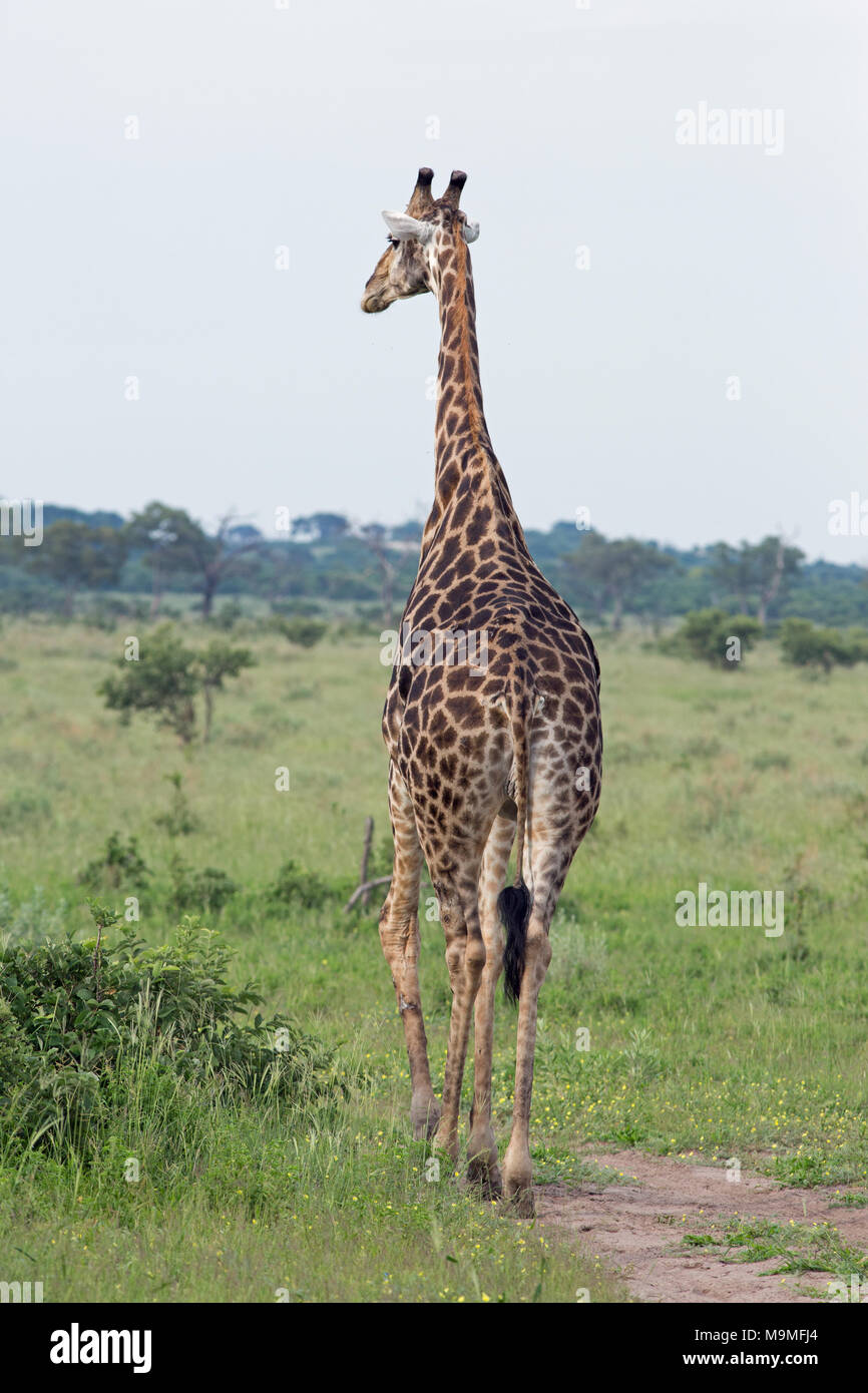 Giraffe (Giraffa camelopardis angolensis). Rear view of whole animal walking away. Note coat pattern covering entire of body and legs, indicative of t Stock Photo