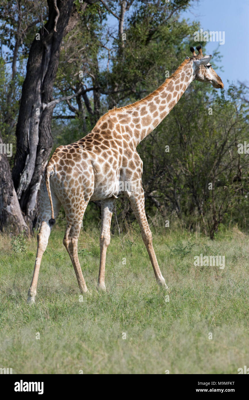 Giraffe (Giraffa camelopardalis). Adult walking away in pacing gait ie a front and back leg on one side of the body alternating with the other, forwar Stock Photo