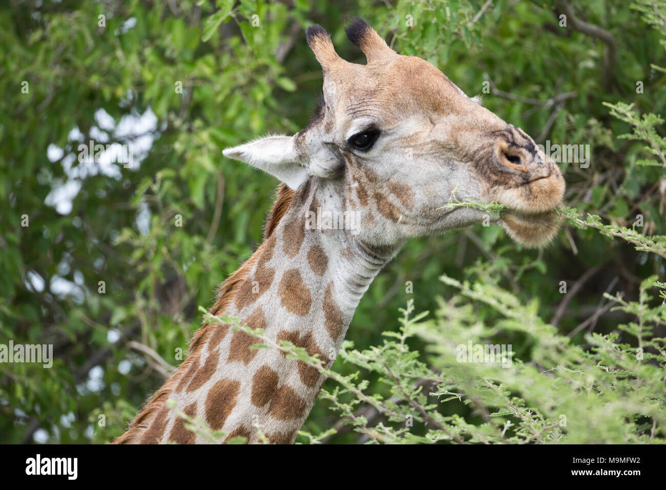 Giraffe (Giraffa camelopardalis), browsing prickly choice stems and leaves of Acacia Tree. Sensitive lips avoid the thorns. Botswana. Africa. Stock Photo