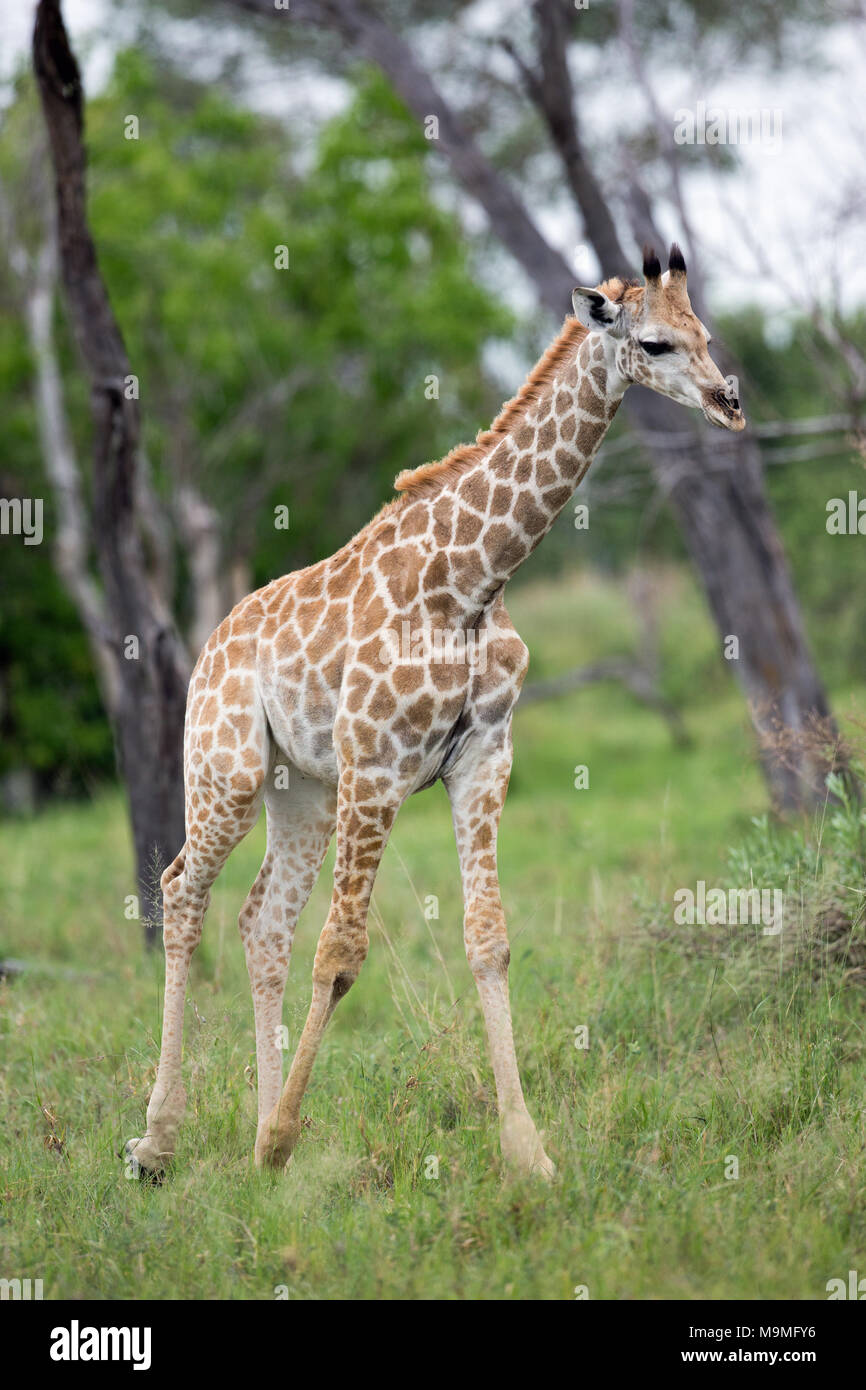 Giraffe (Giraffa camelopardalis angolensis). Juvenile. Note shape, pattern, of coat markings down length of legs, identifying this sub-species. Okavan Stock Photo