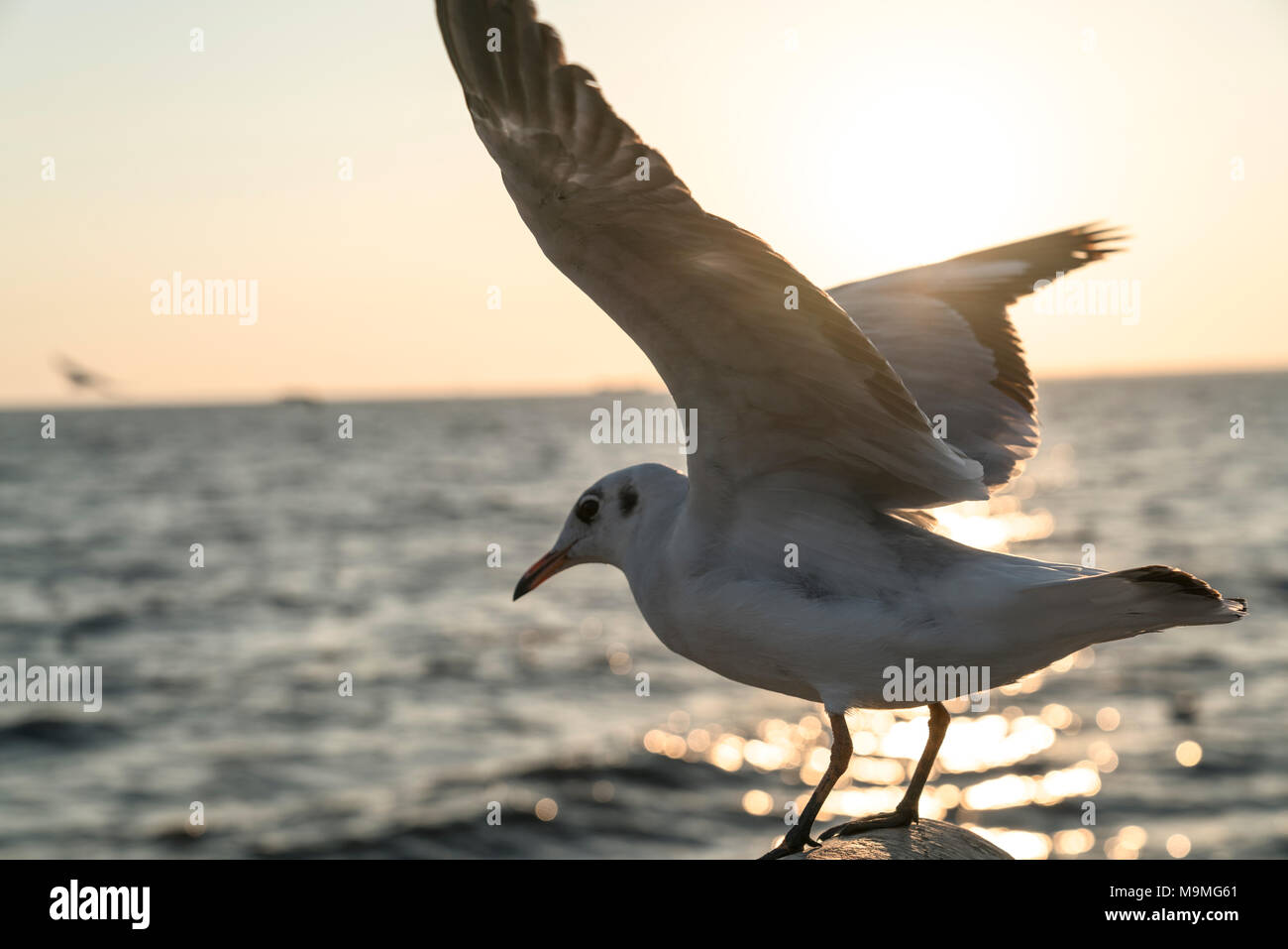 Seagulls during sunset Stock Photo