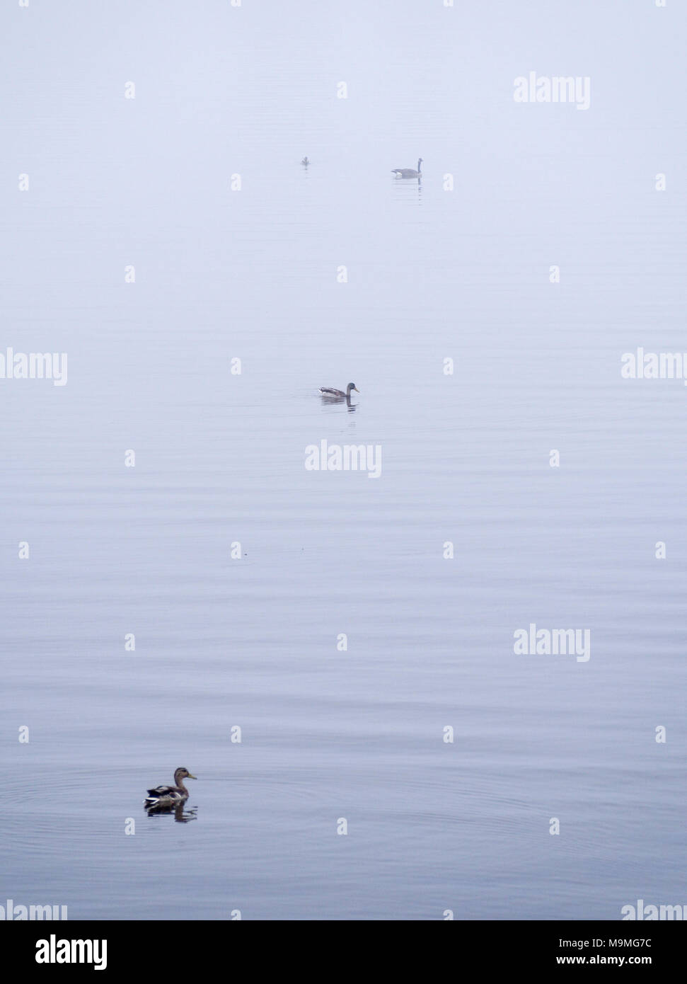 Ducks and Goose in the Fog: Three ducks and one goose float on the calm waters of a pond where all detail is erased by the thick morning fog. Stock Photo