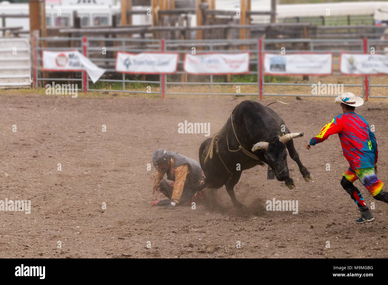 Bull Rider Bucked Off Stock Photo